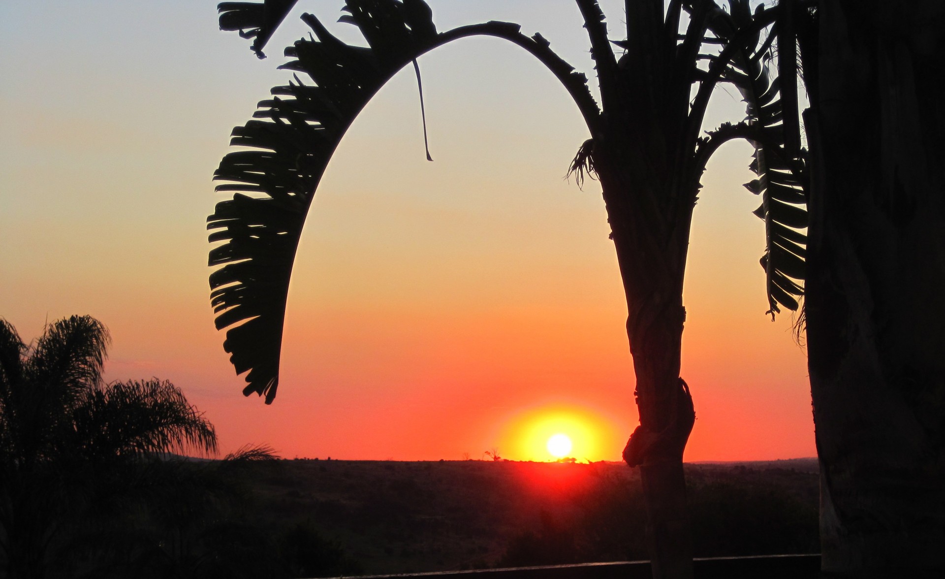 закат и пальмы