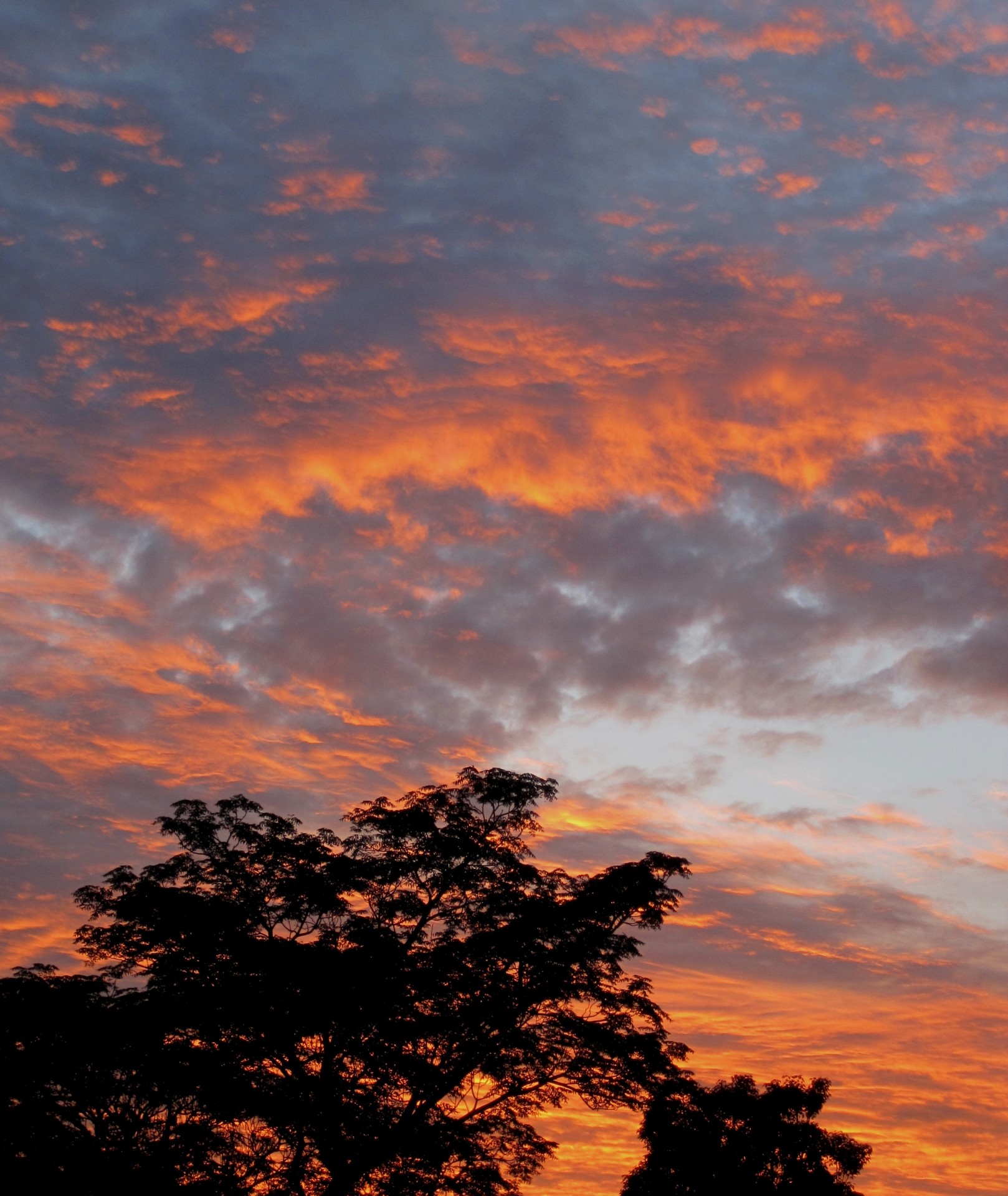 Sonnenuntergang über syringa Baum