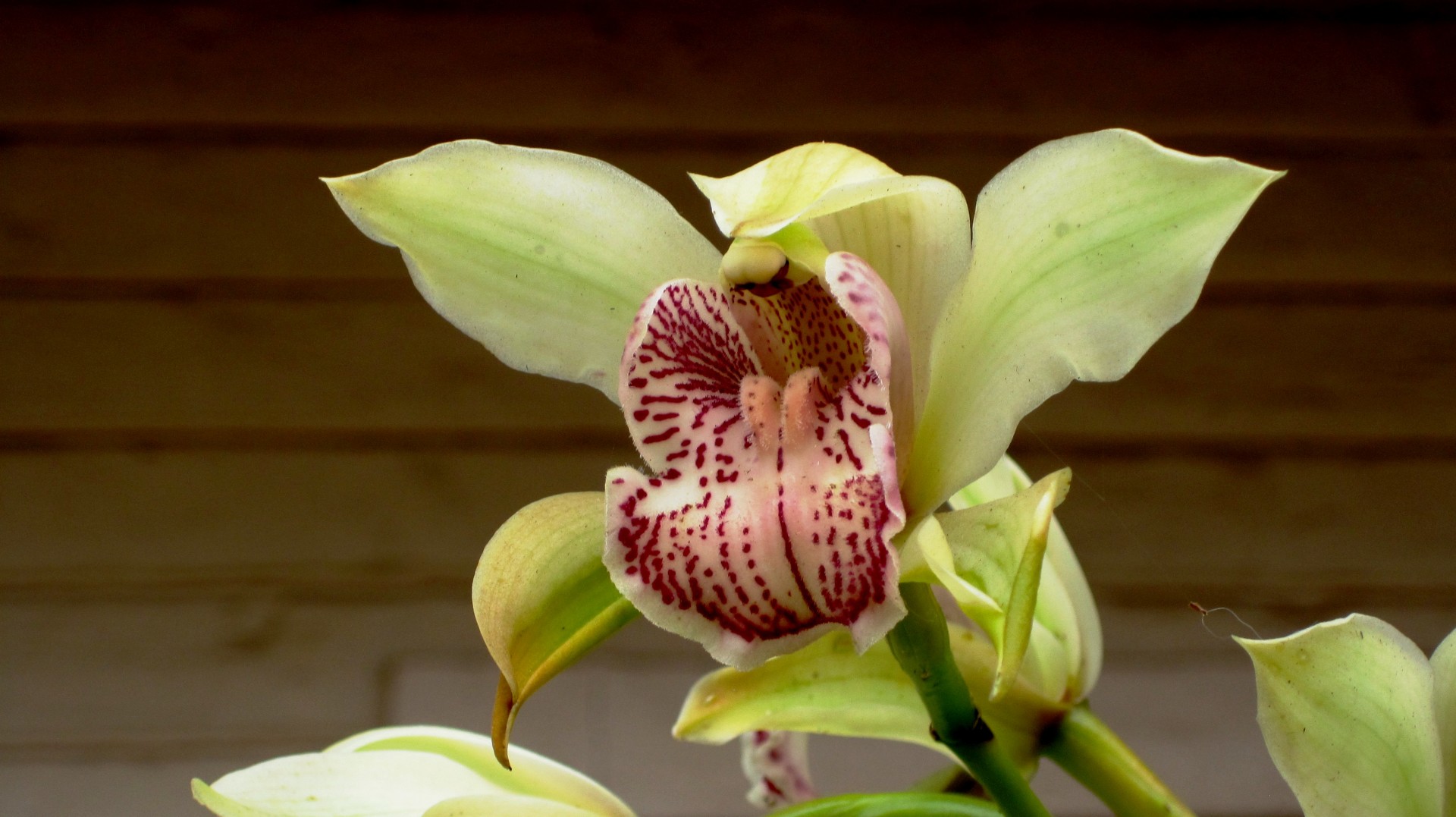 Symbidium орхидеи