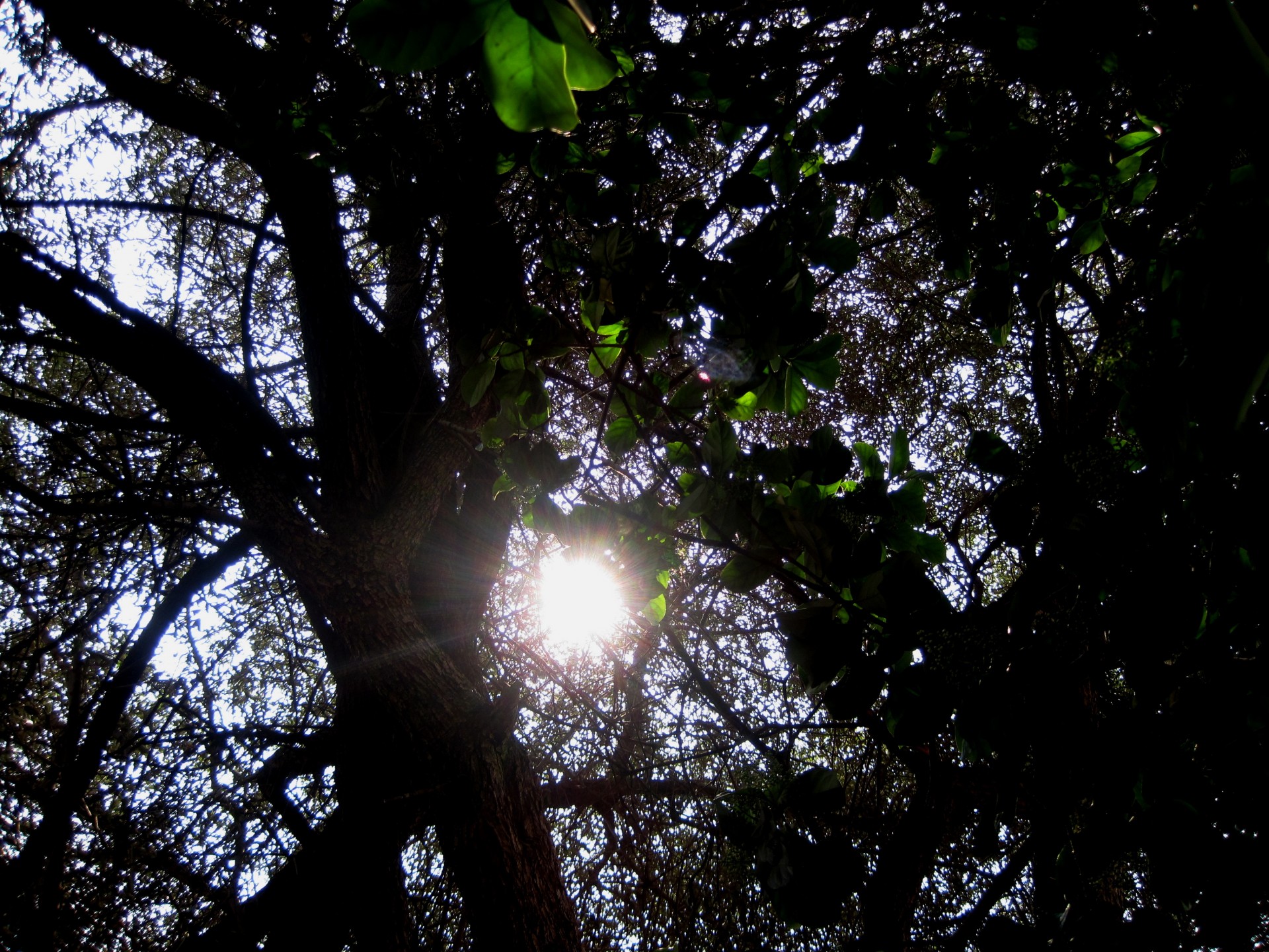 Толстая дерева с солнечной подглядывания