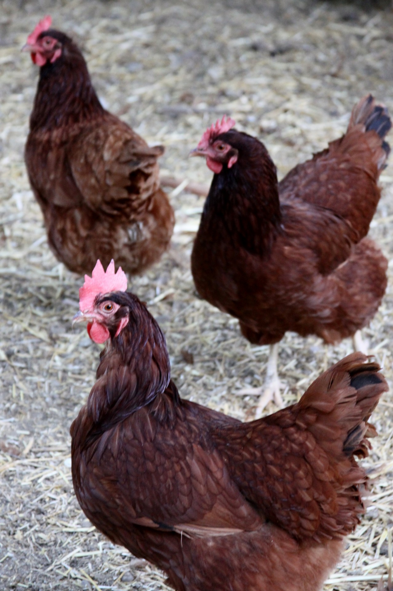 Drei Brown-Bauernhof Hühner
