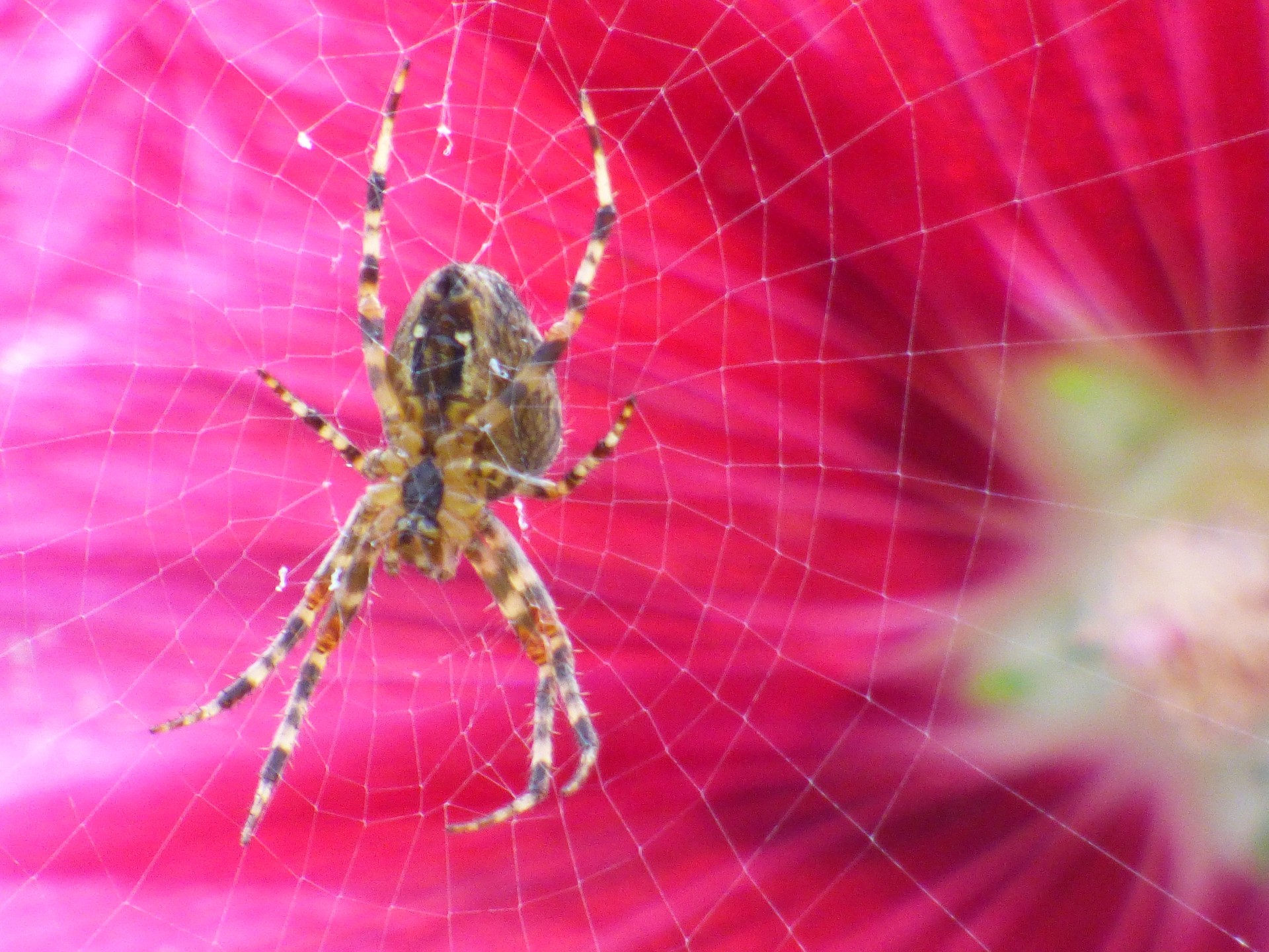 Spinnennetz vor einer Blume