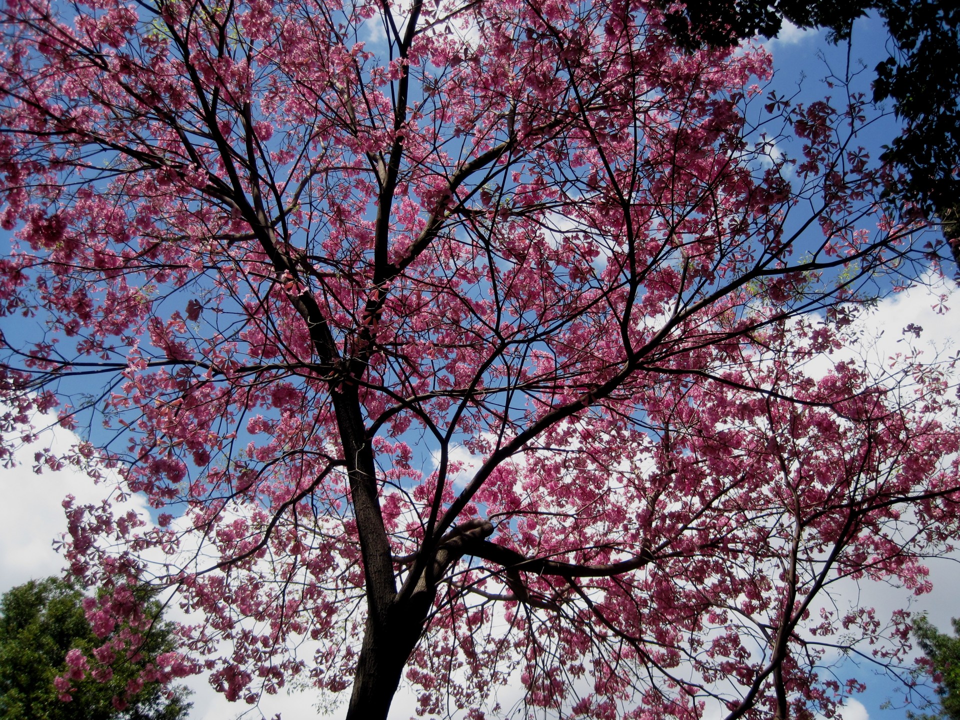Baum im rosa Blüten bedeckt
