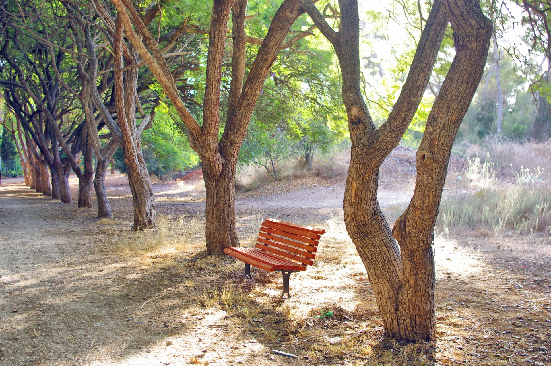Tree Lane со скамейкой