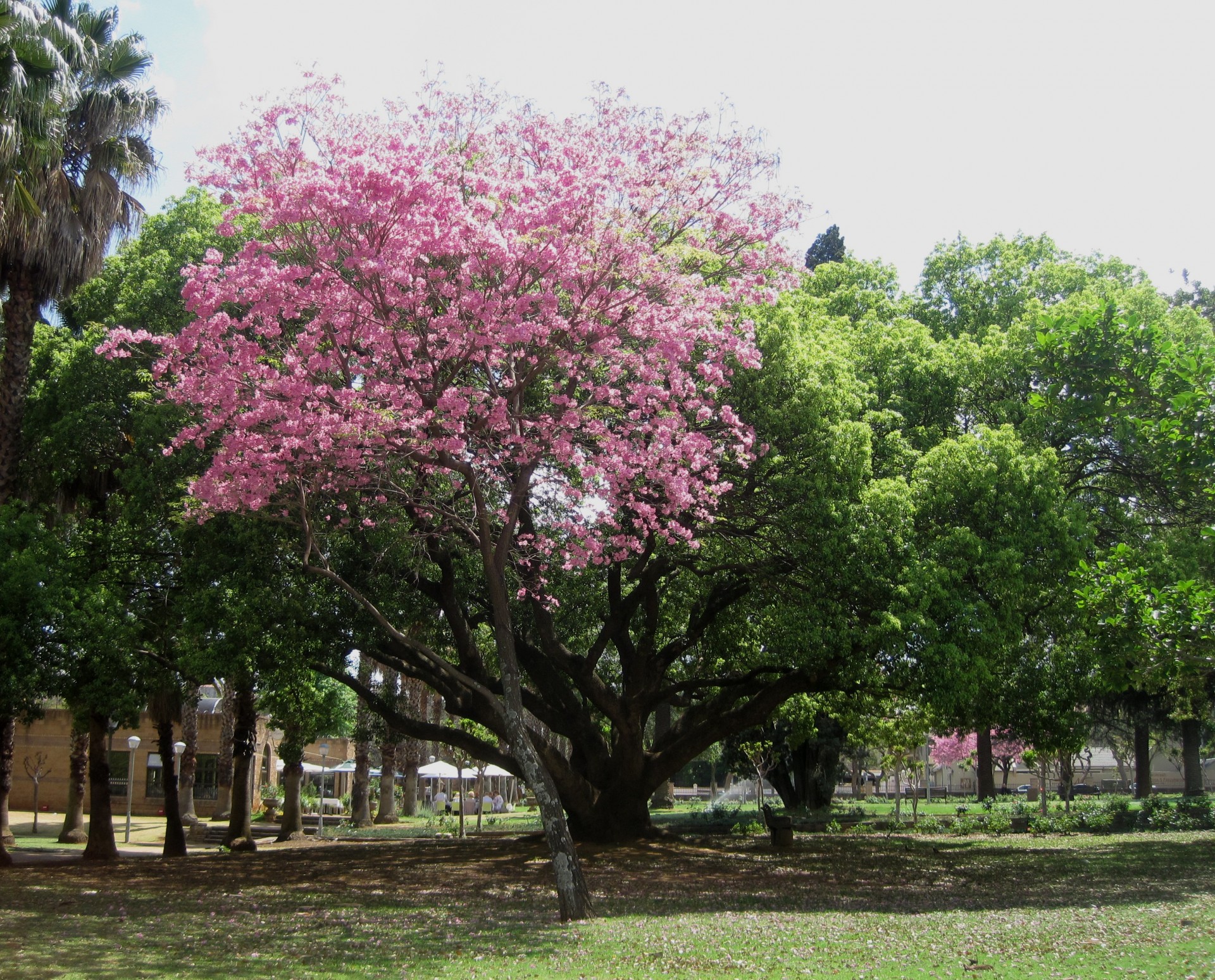 Baum mit rosa Blumen