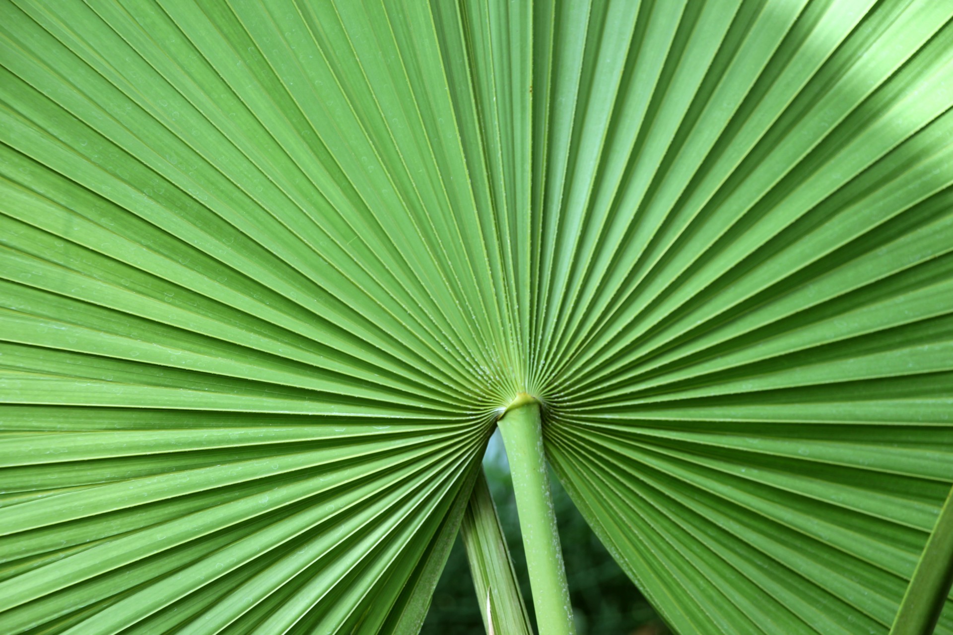 Тропический вентилятор листьев