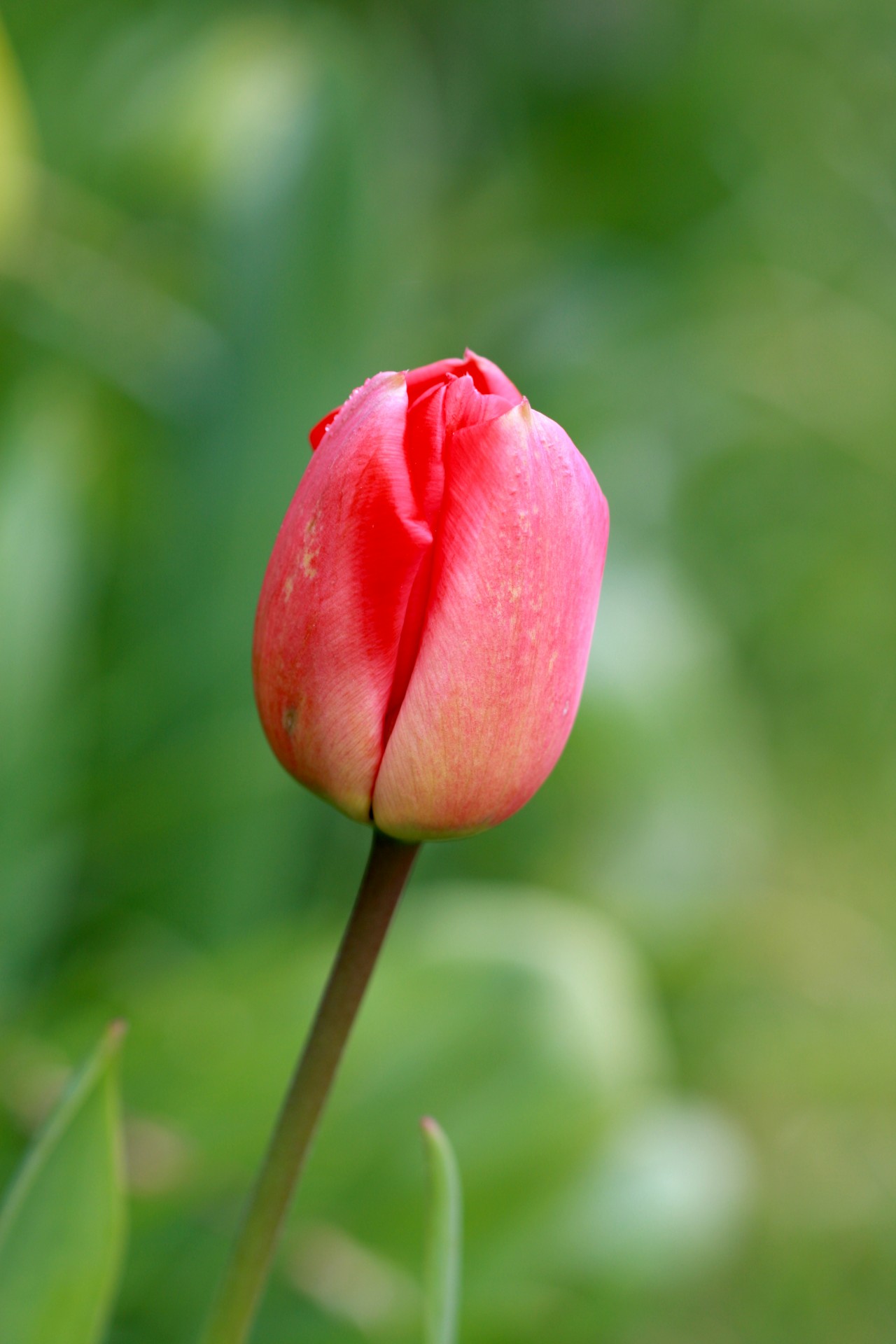 Tulip Flower Close-up