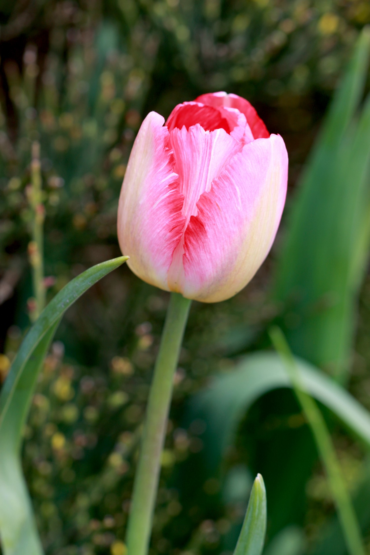 Розовый цветок тюльпана