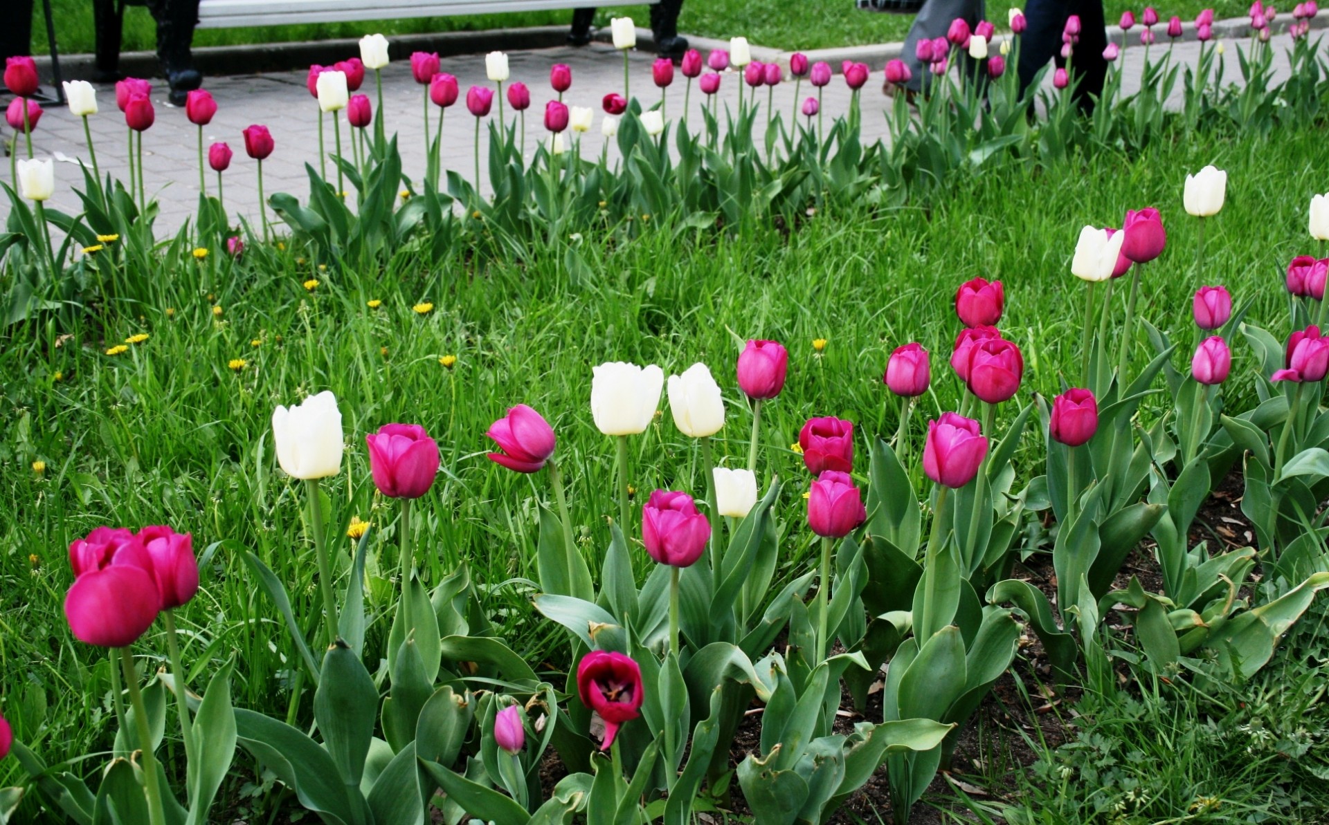 тюльпаны в московском парке