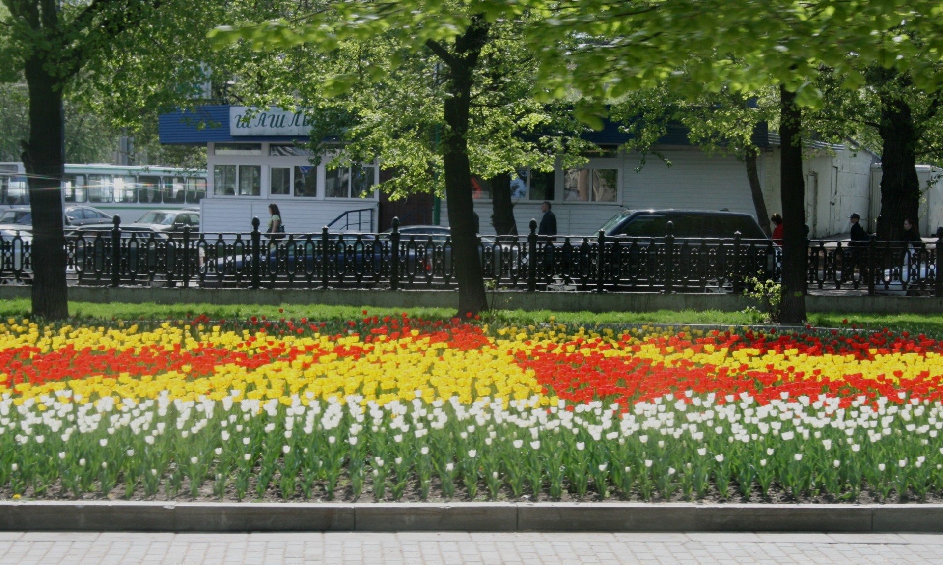 тюльпаны в Москве