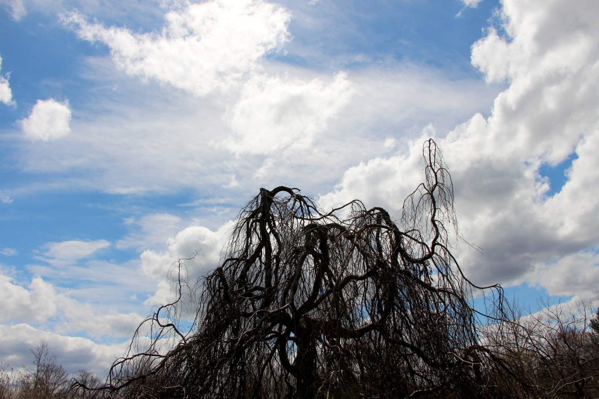 Twisted-Baum vor Wolken