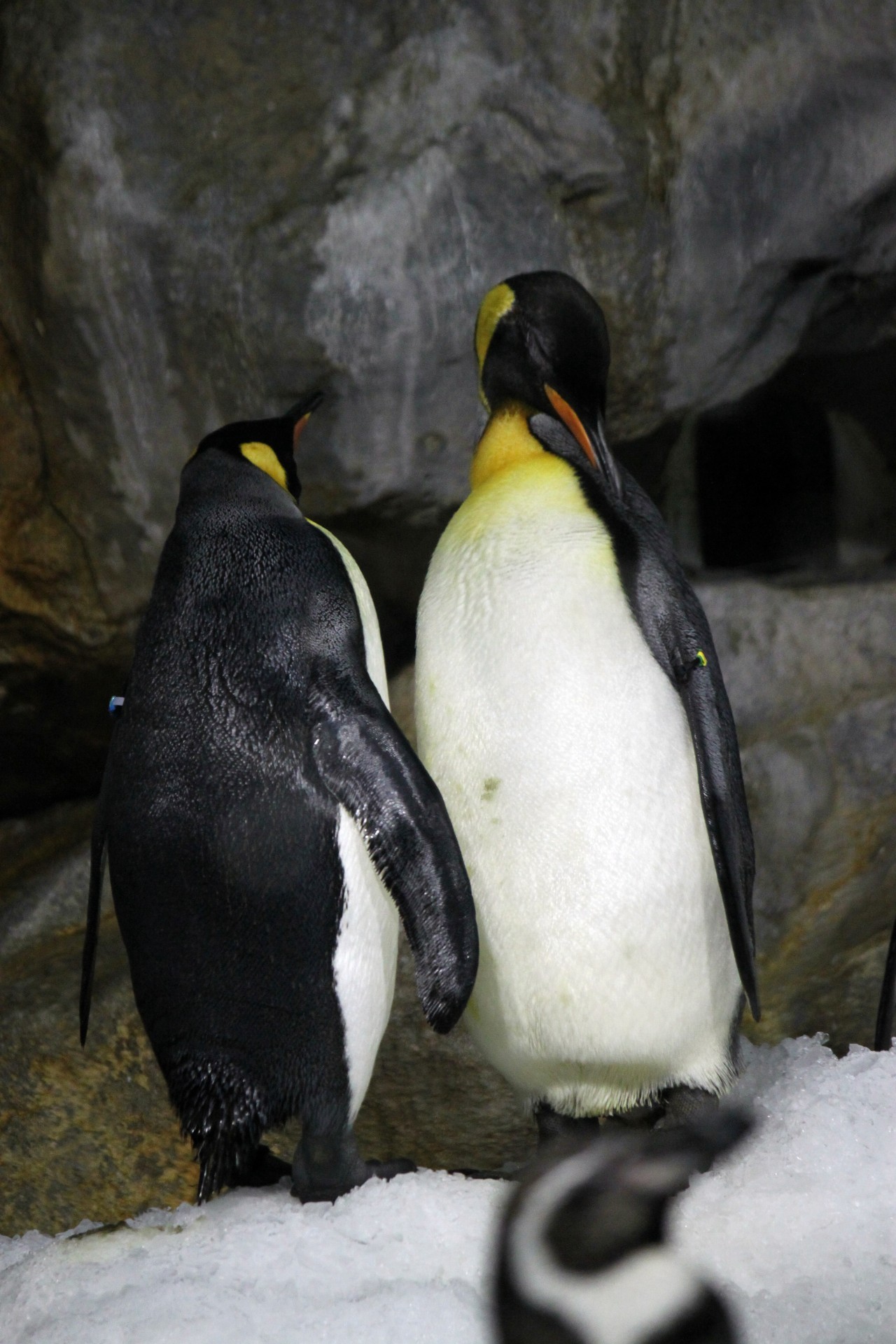 два императорских пингвинов обнимать