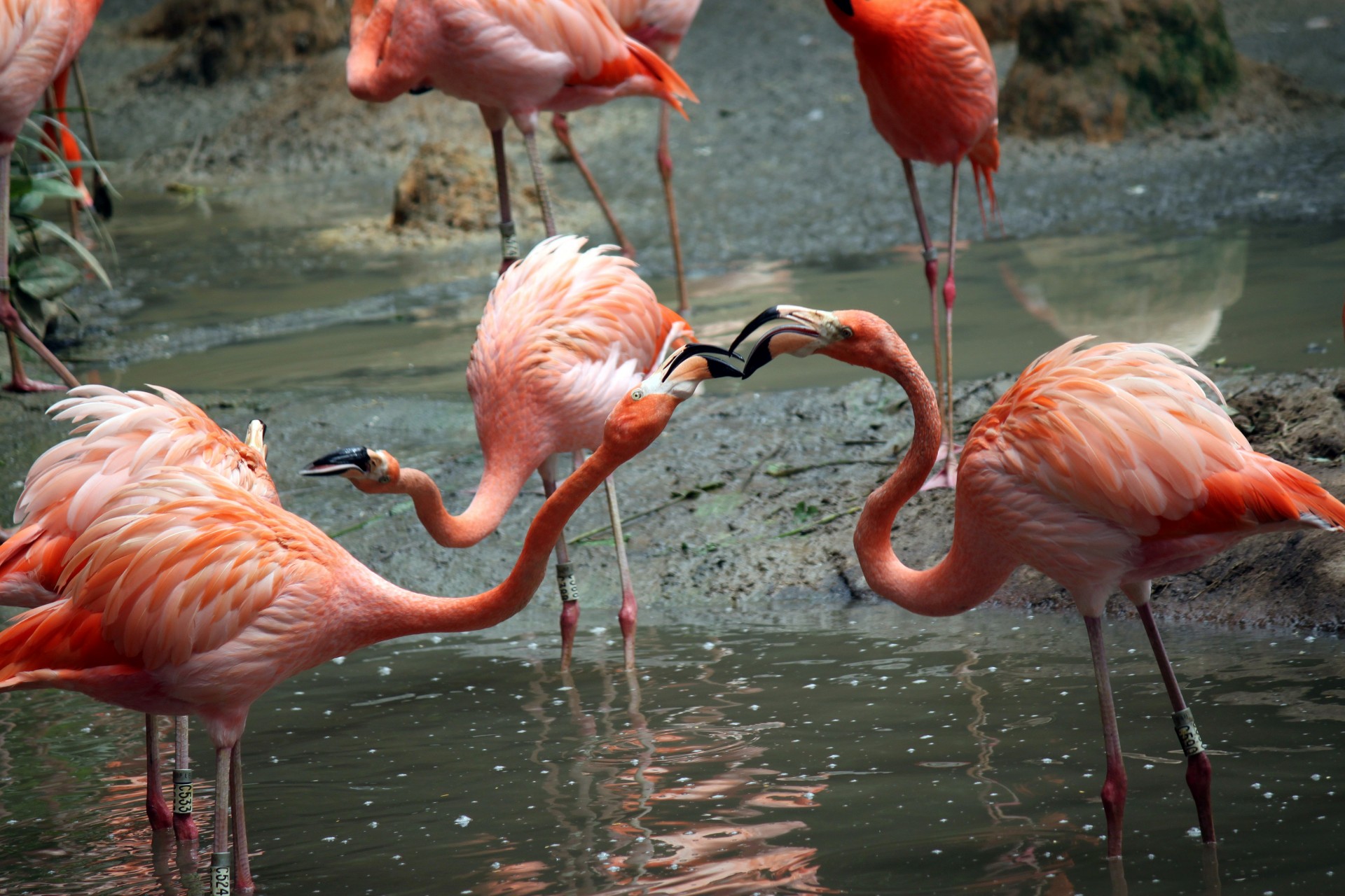 Два фламинго бои за еду