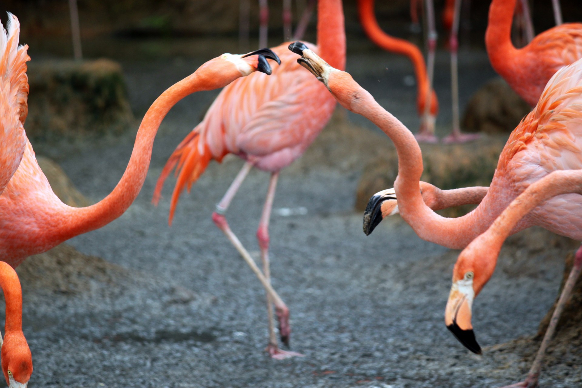 Two Flamingo Fighting With Beak