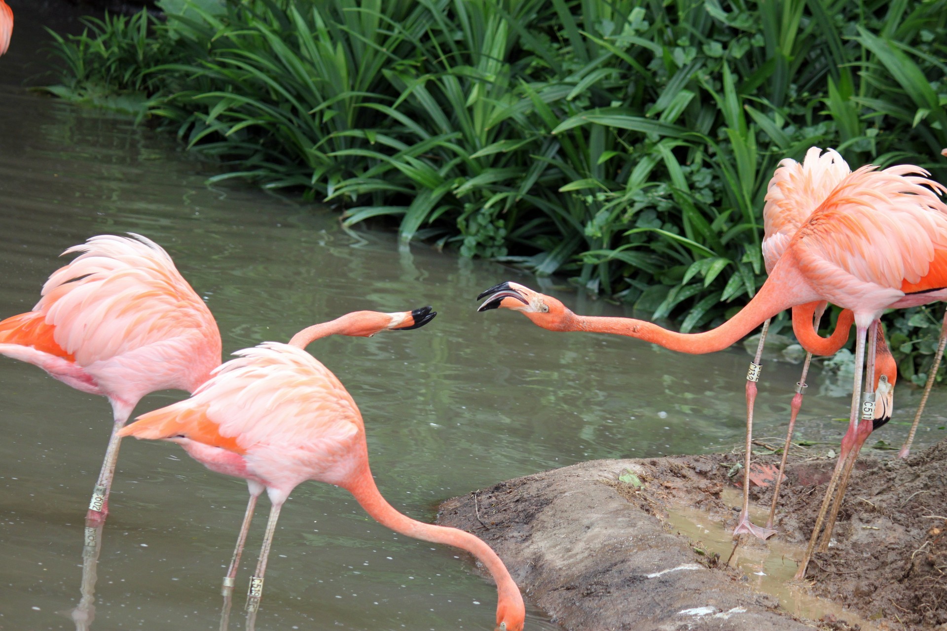 Zwei Flamingo Kämpfe mit Schnabel