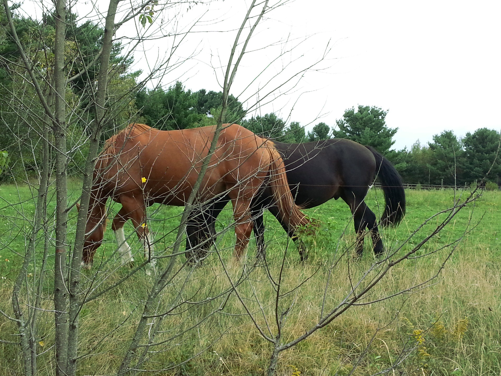 Две лошади на пастбище