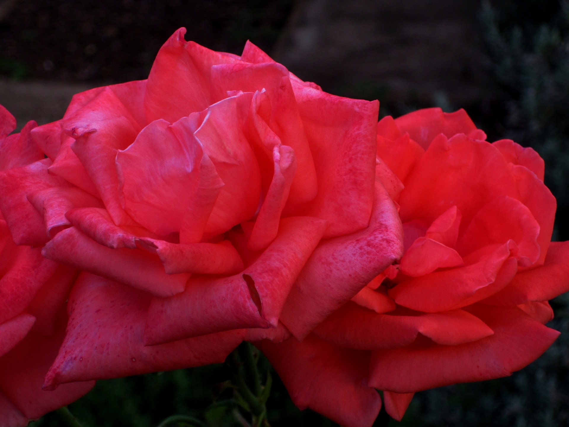двух розовых роз