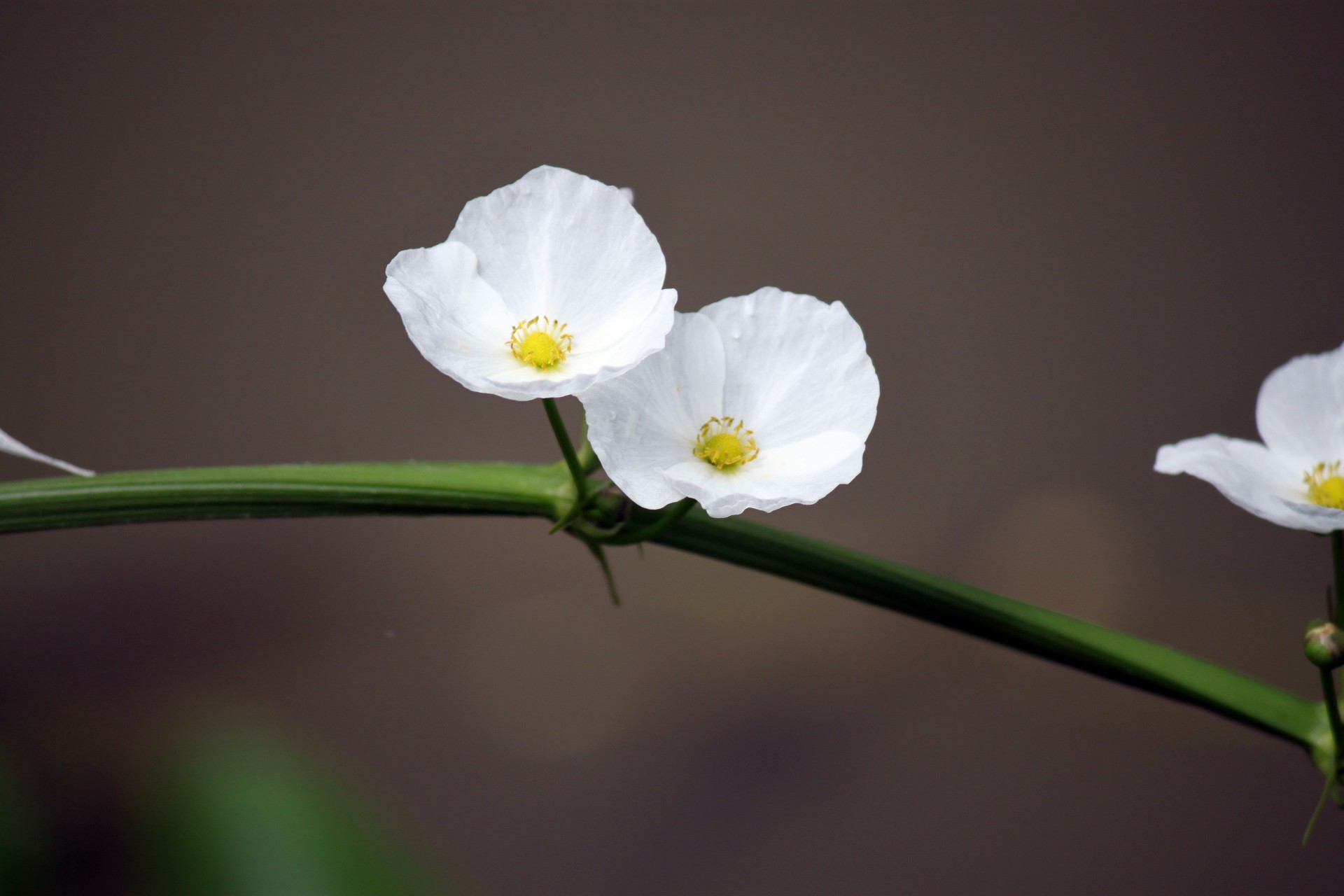 Два белый цветок у пруда