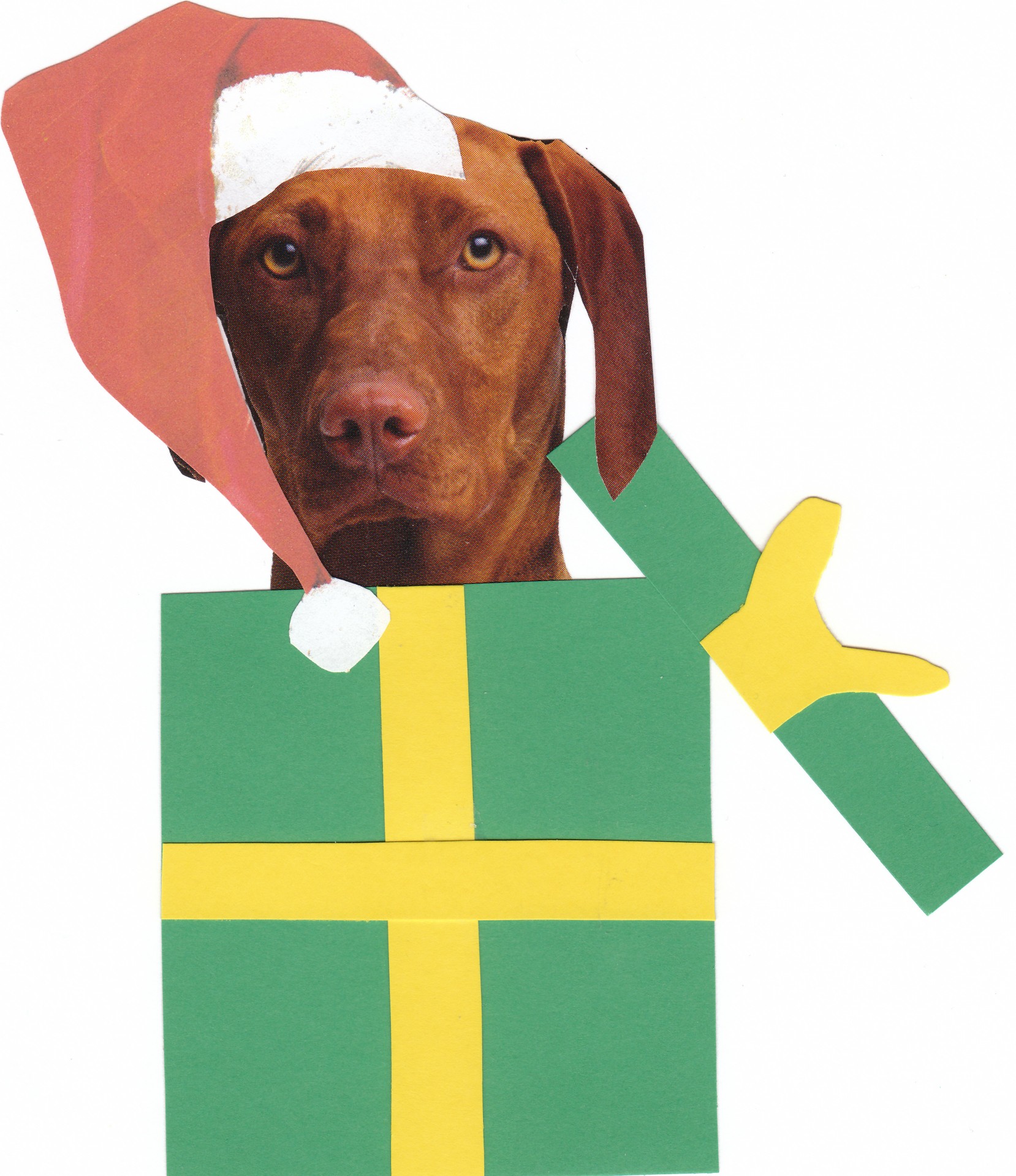 Hond van Vizsla in geschenkverpakking