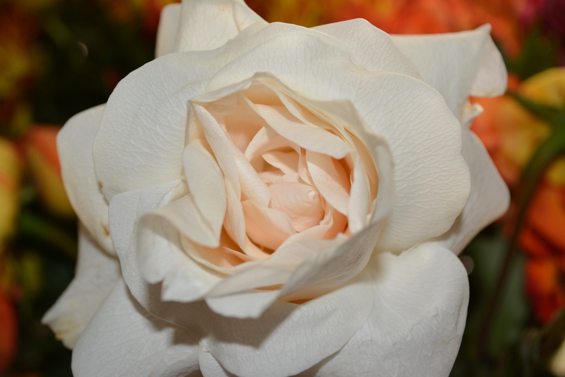 Wedding Shower White Rose Flowers