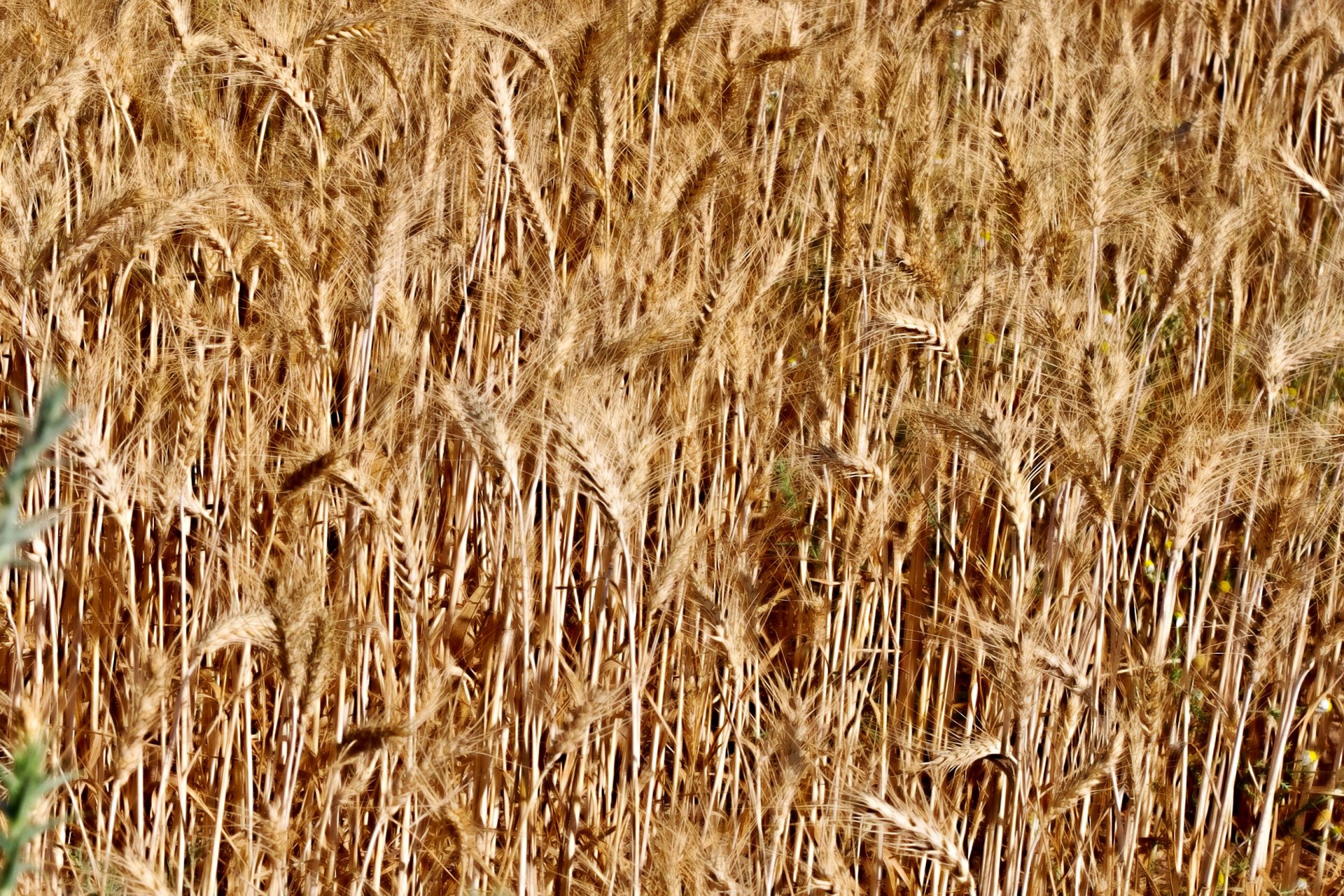 Пшеница фоне