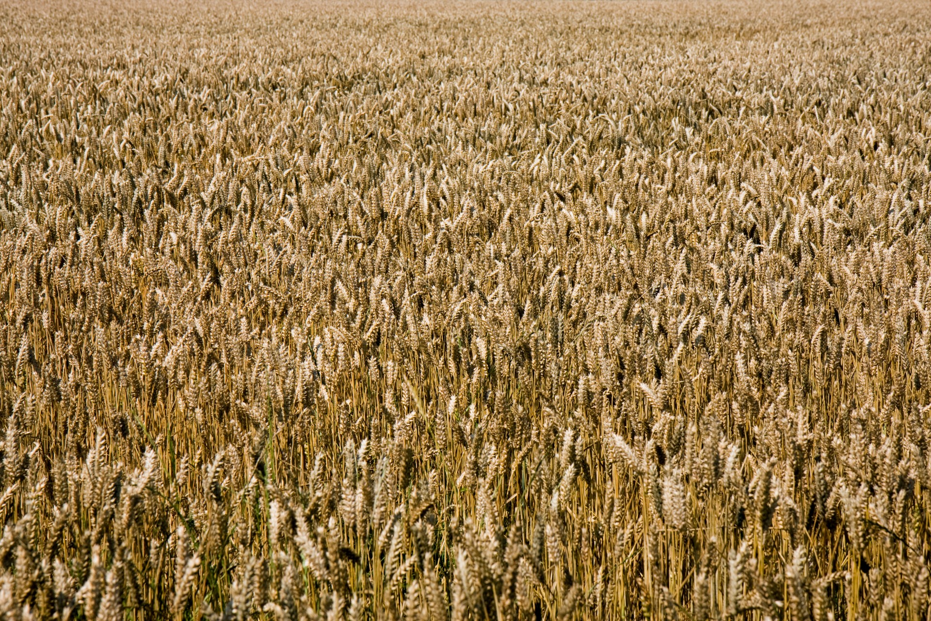 Пшеница фона