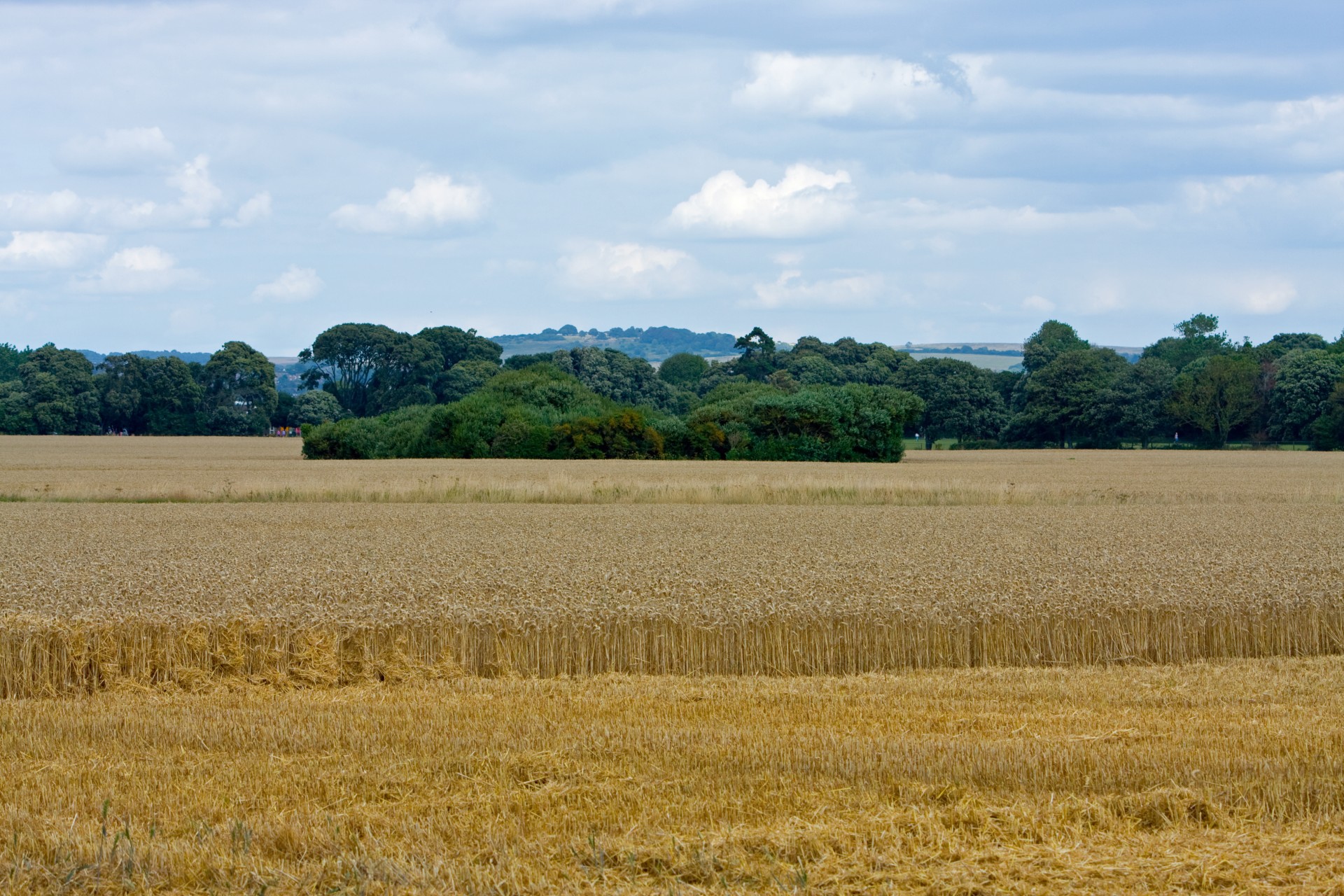 Ландшафт поля пшеницы