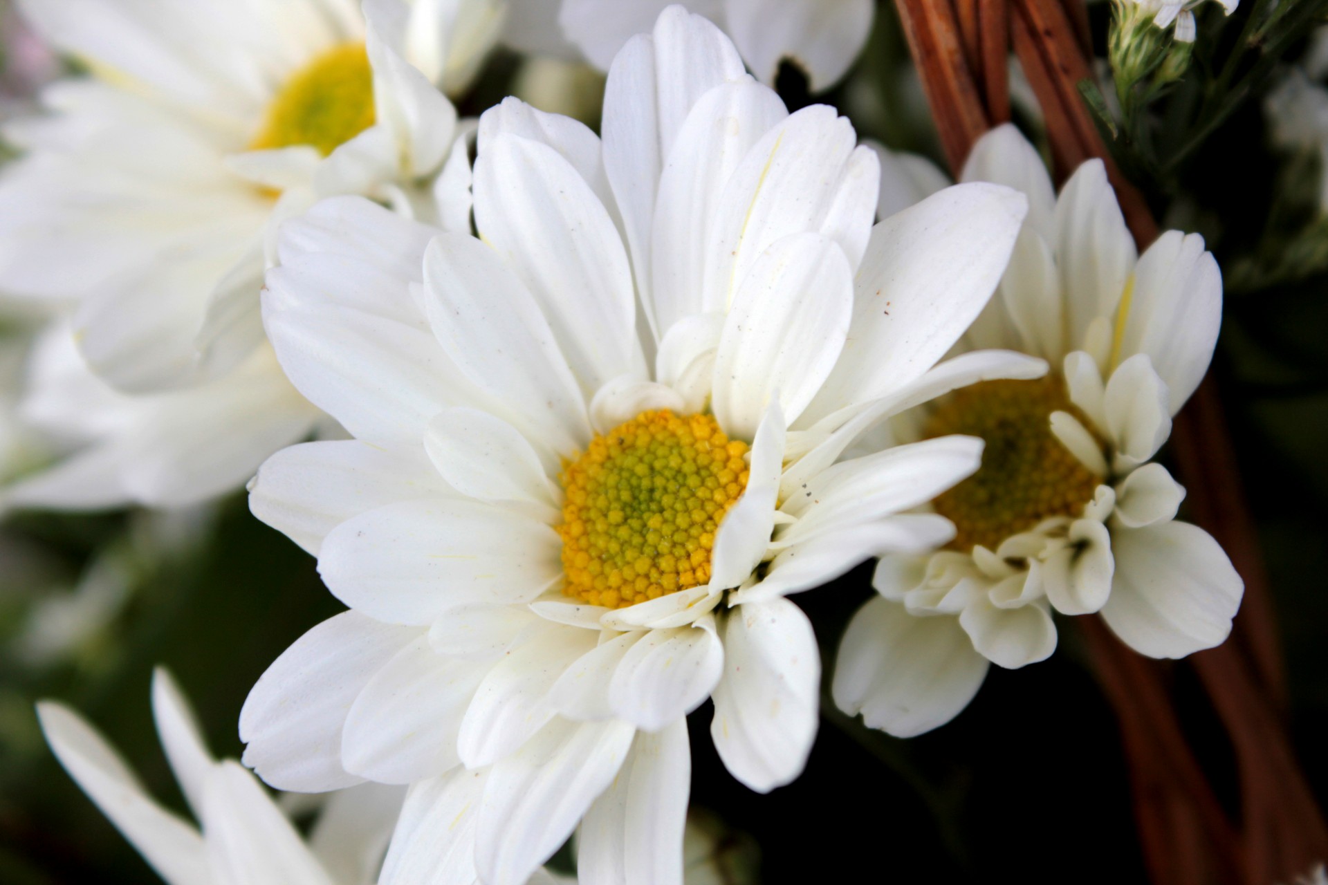 белый цветок 3