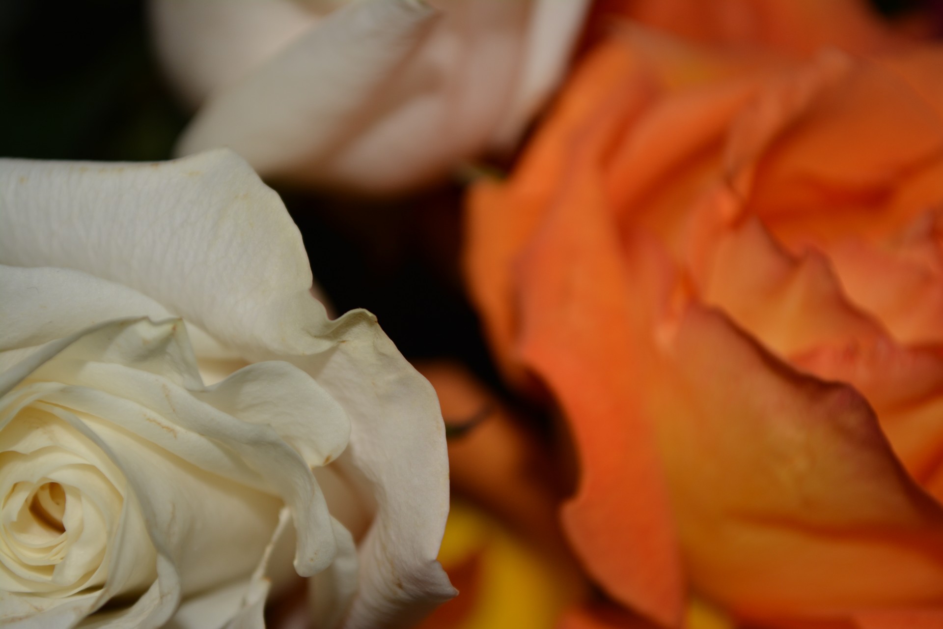 Белый цветок лепестками роз