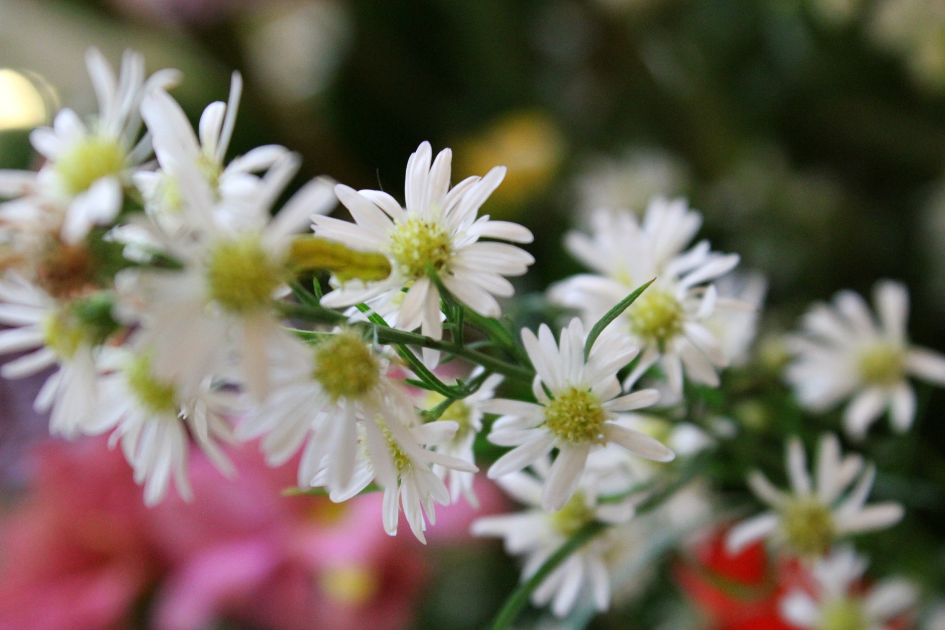 белые цветы 2