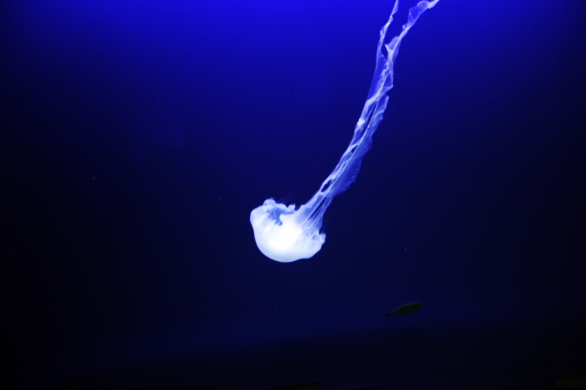 белые медузы
