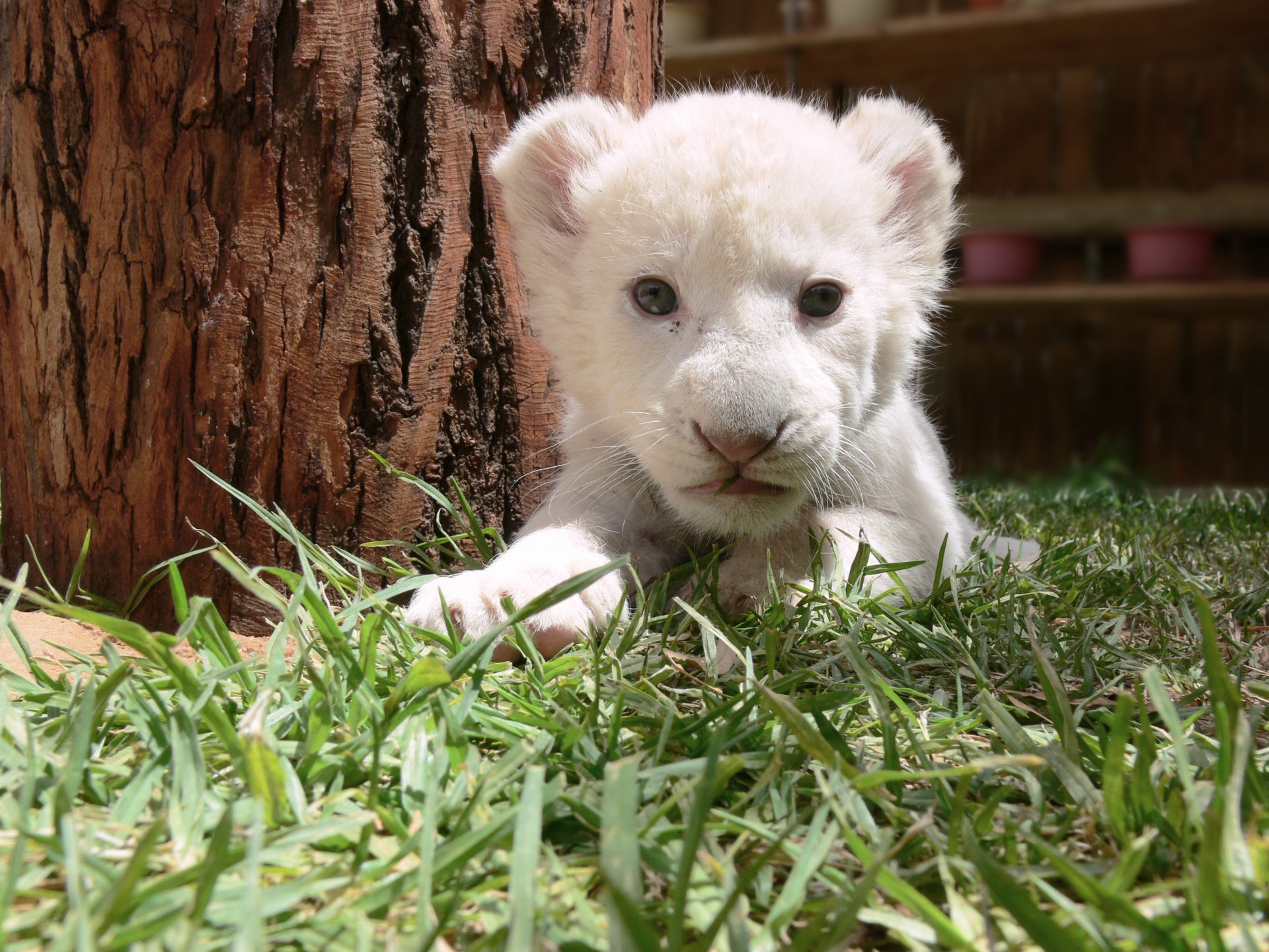 Weiß Löwenbaby