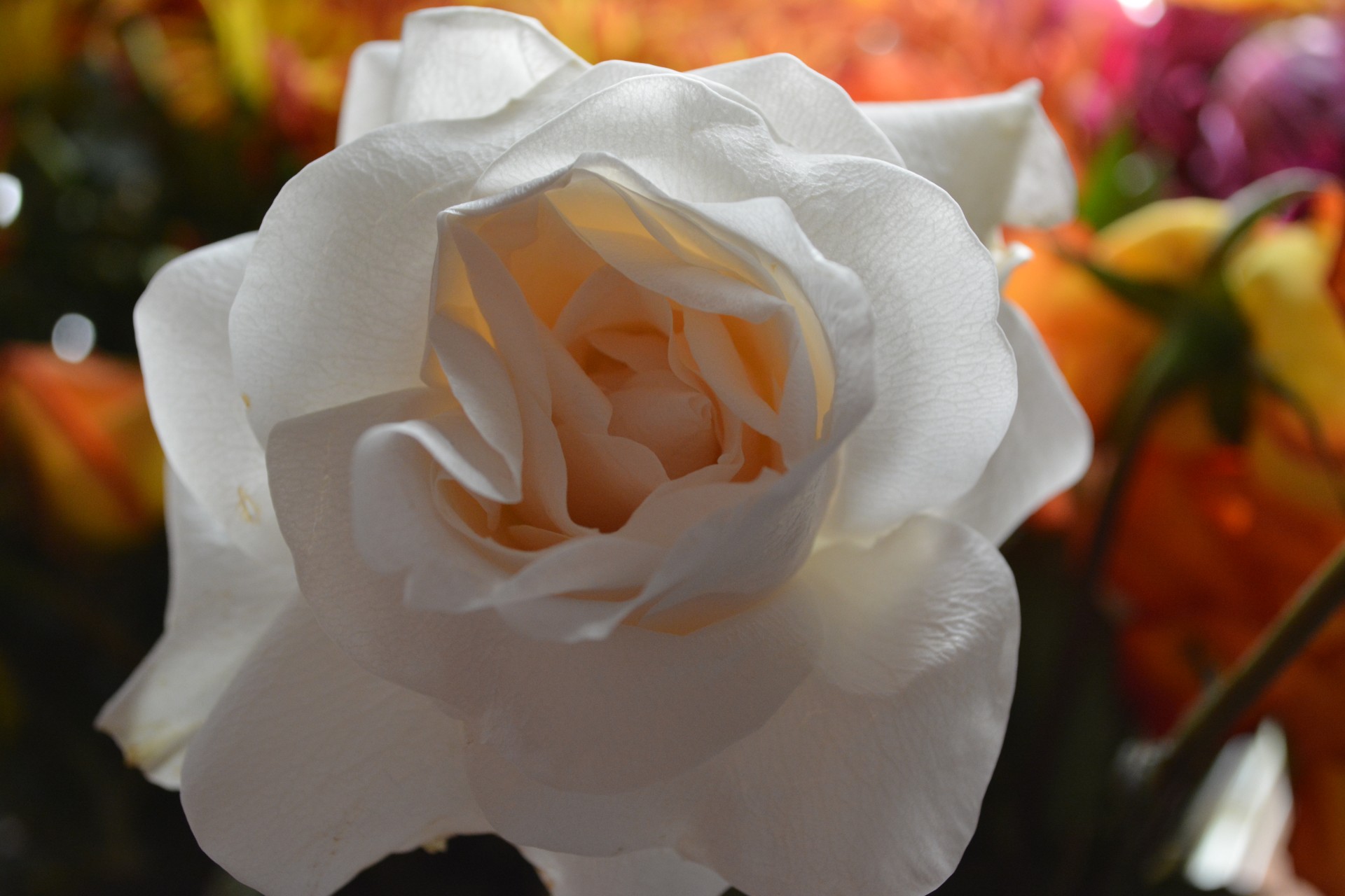 Белые Цветы макро Vine Любовь Лепесток