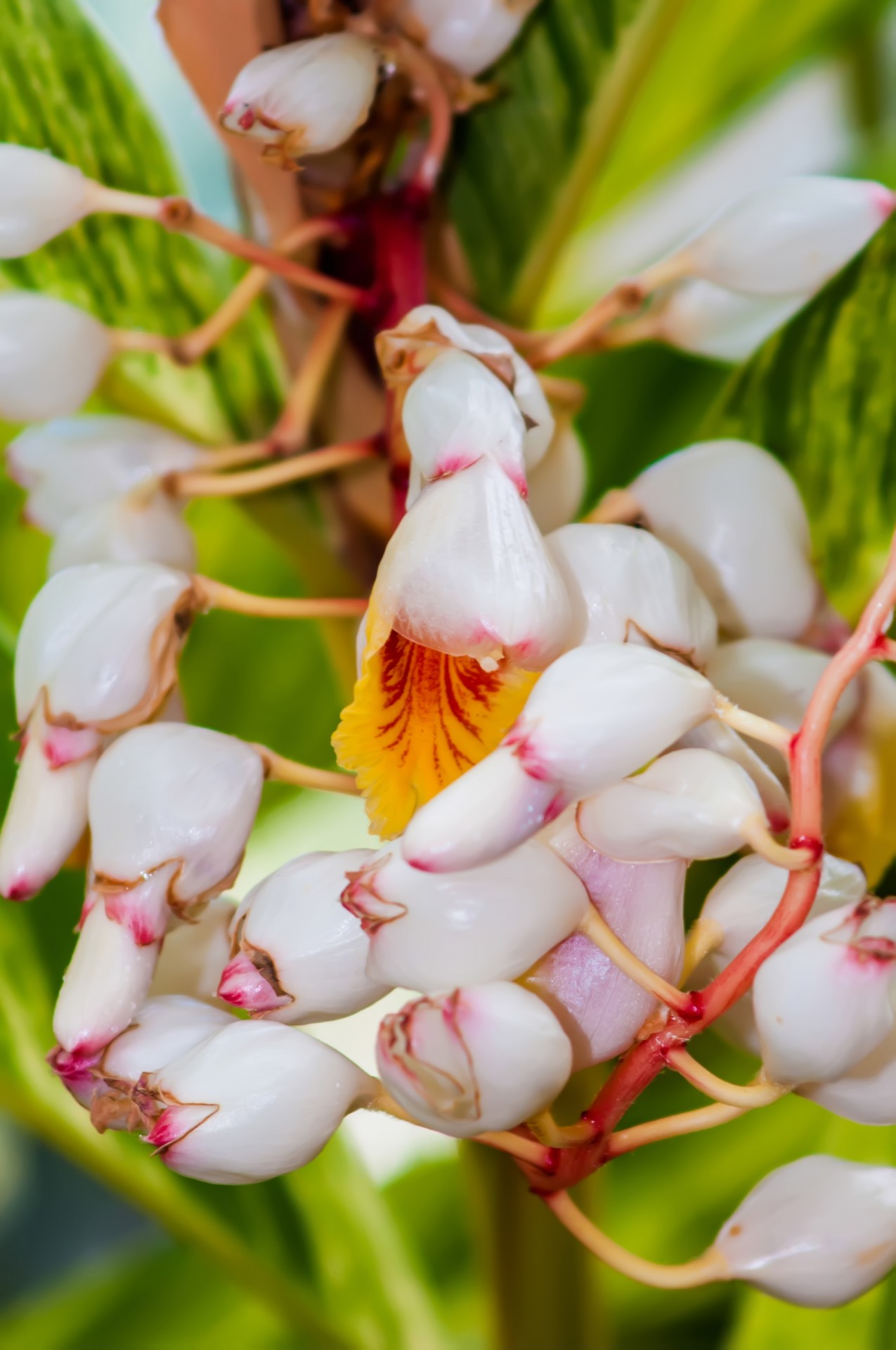 Weiße Mini-Orchideen