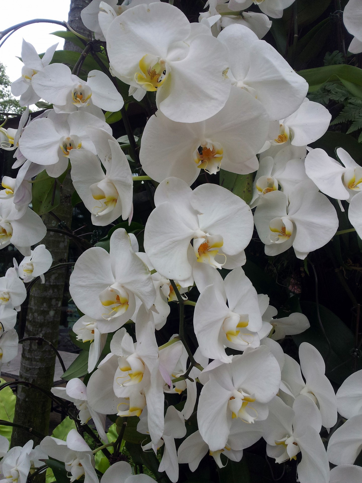 Белый цветок орхидеи в цвету