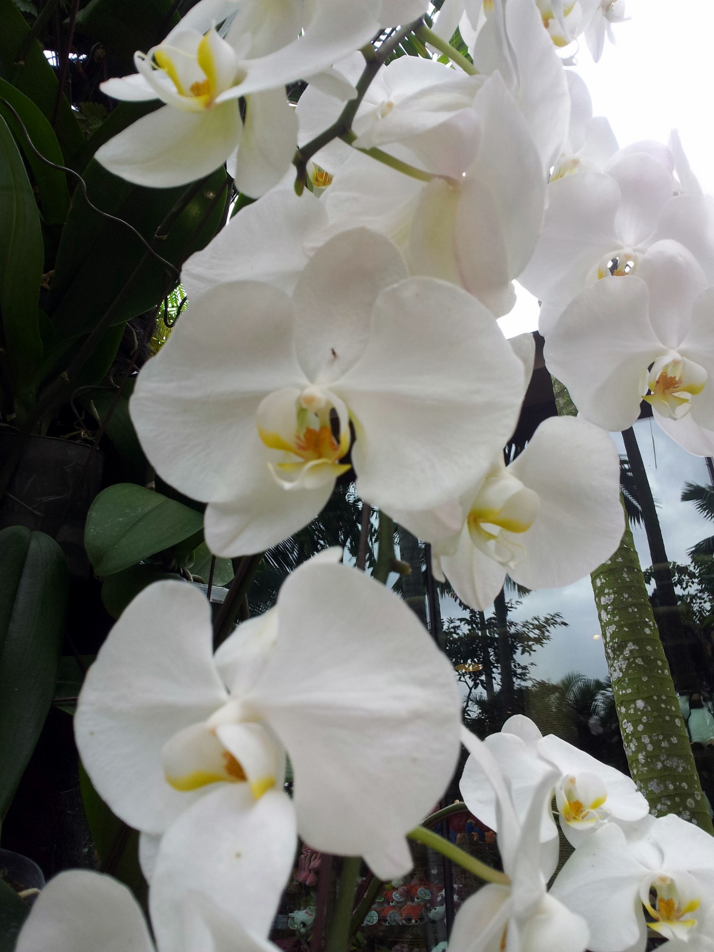 Weiße Orchidee Blume in der Blüte