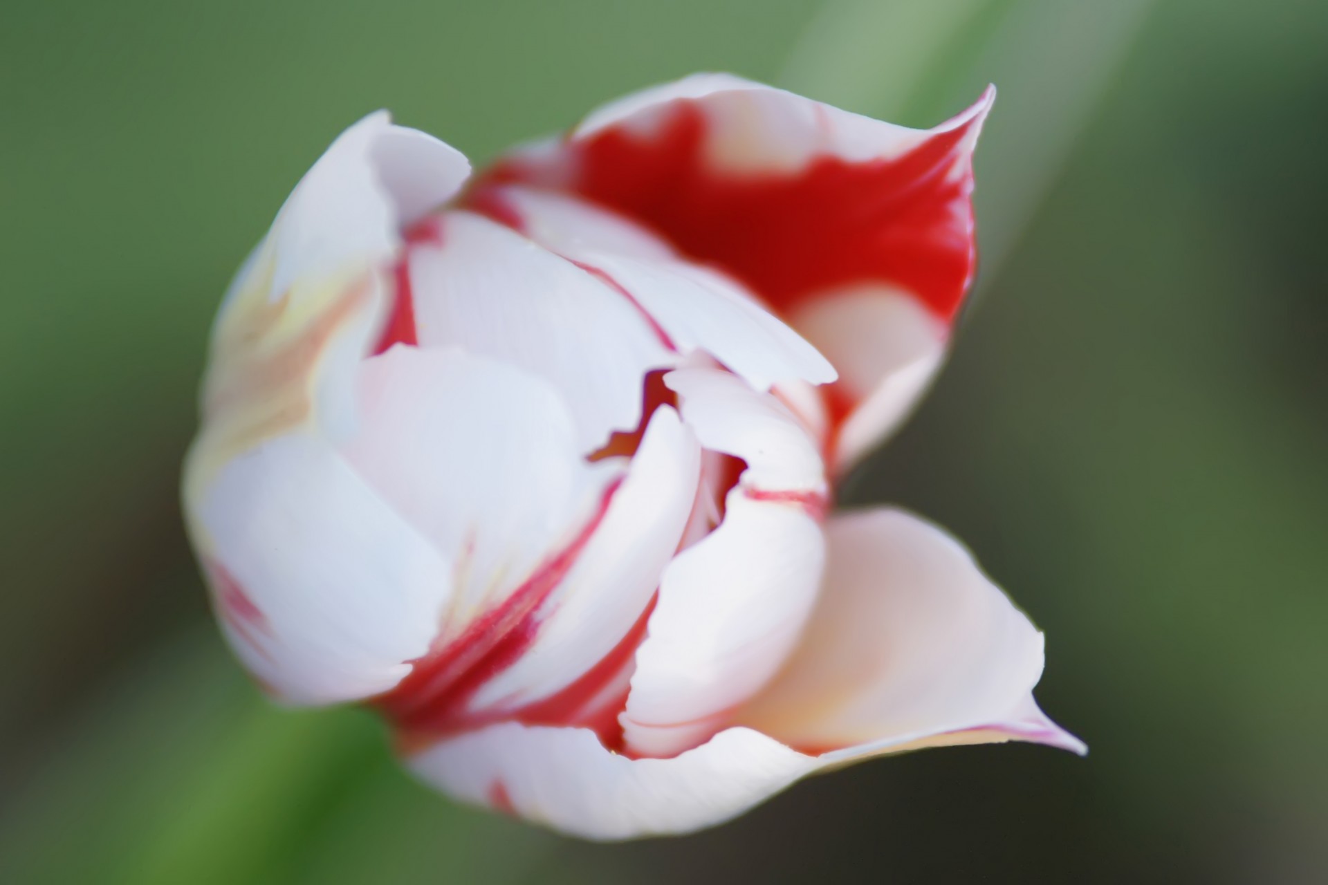 Weiß rote Tulpe