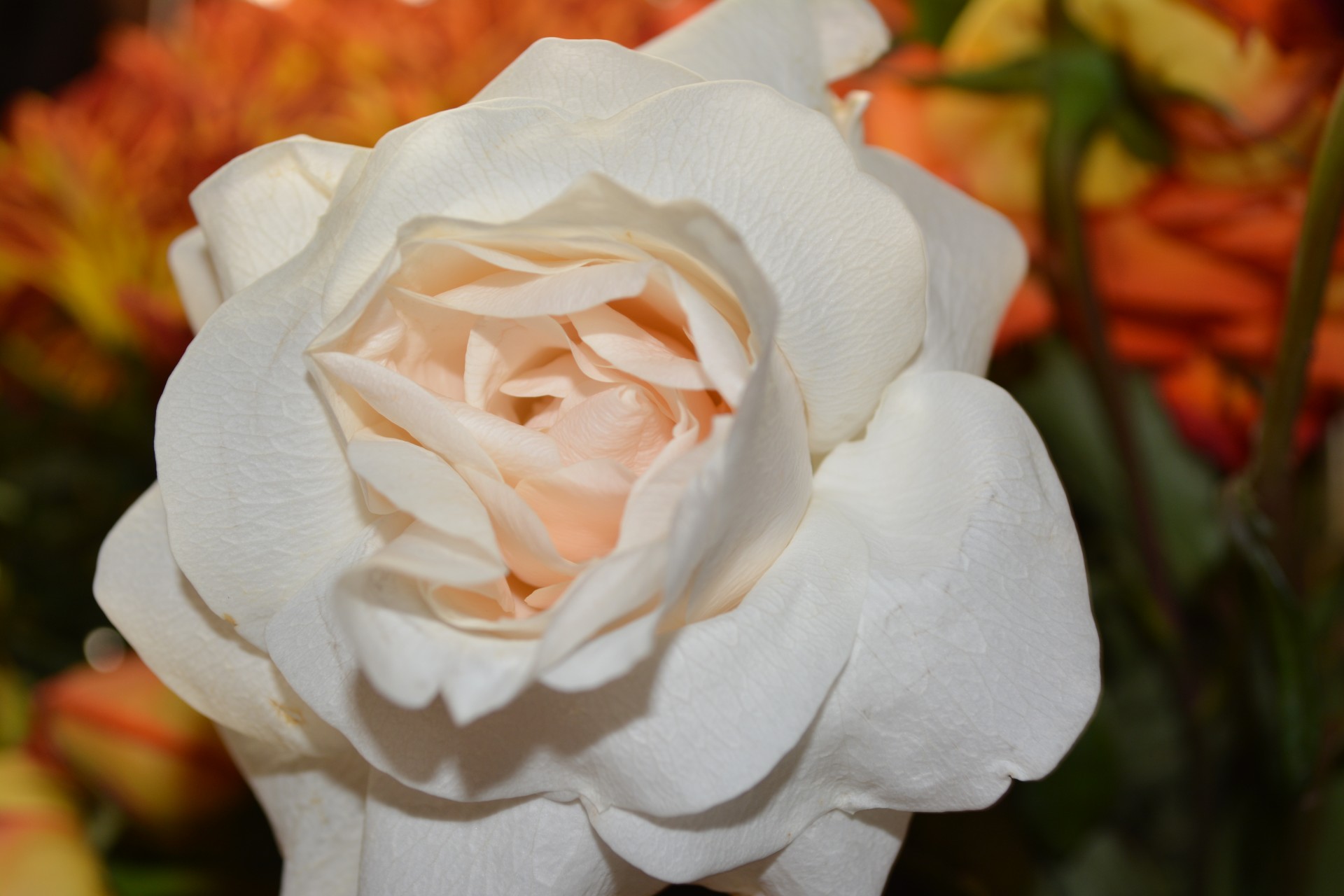 Белые лепестки роз Вера Любовь