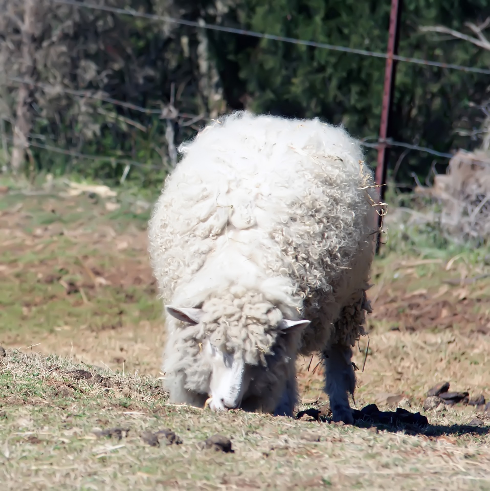 Witte schapen op de boerderij