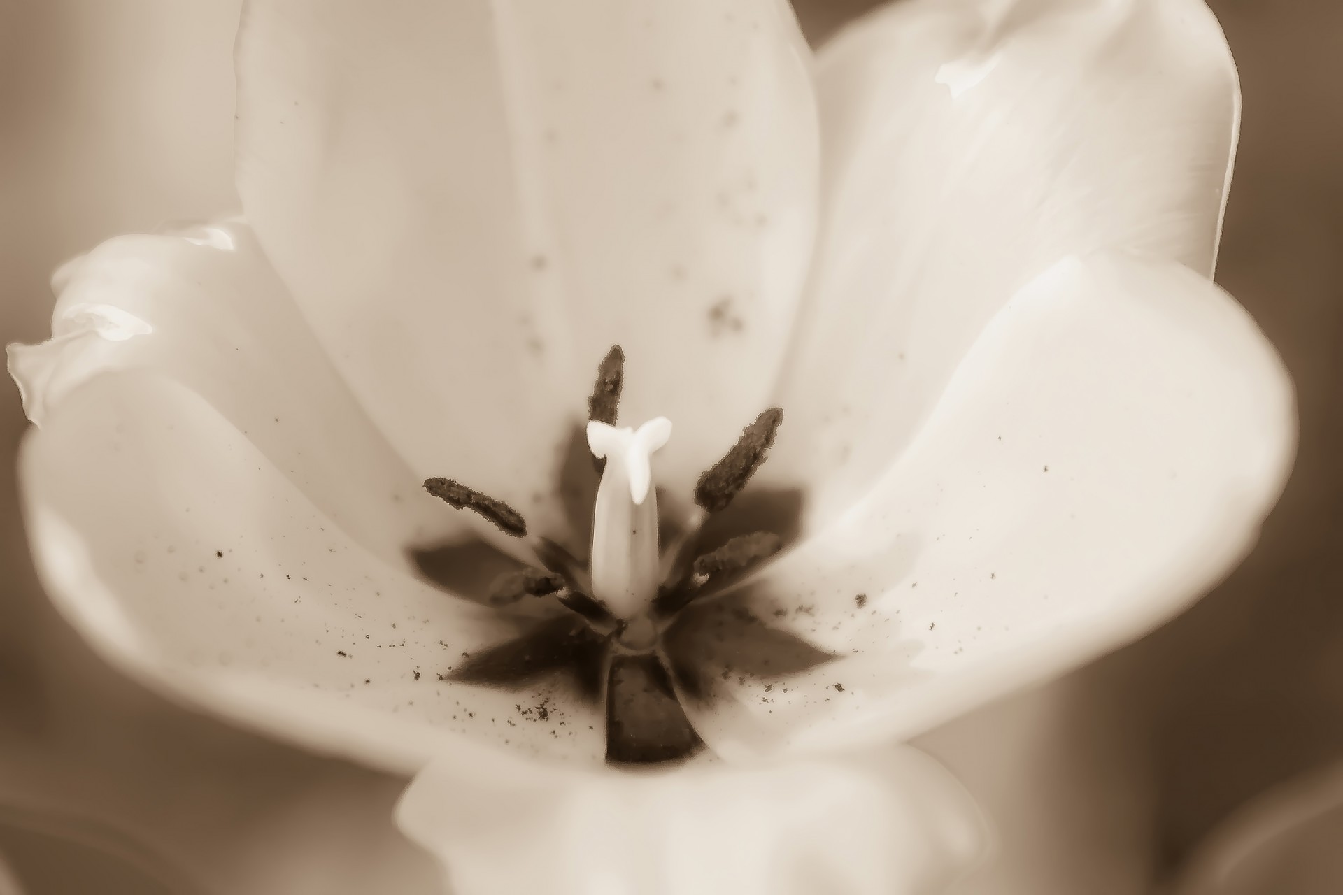 белый тюльпан