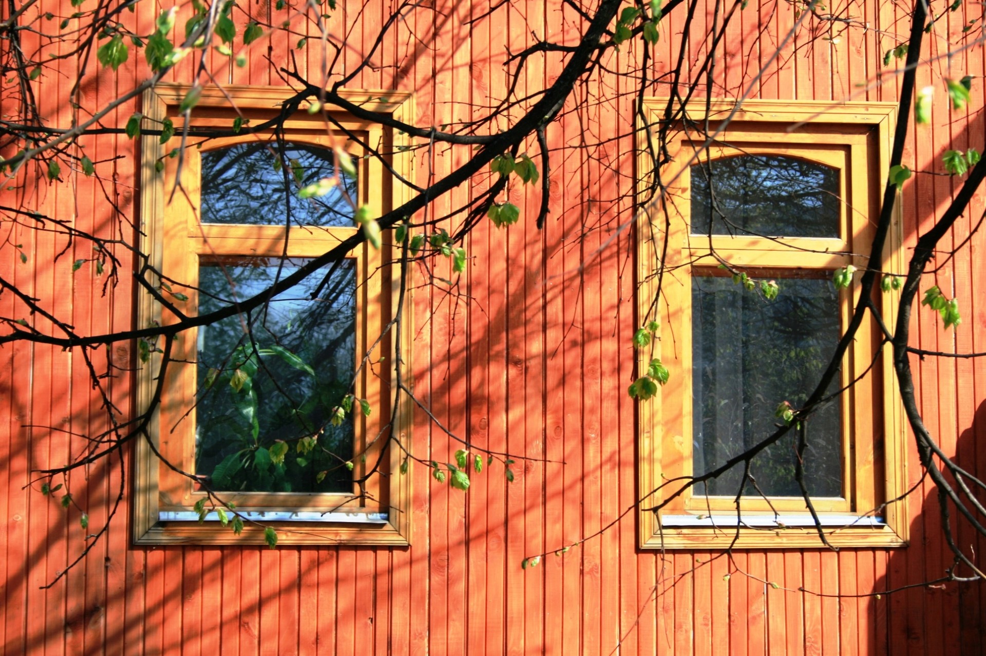 окна из дерева