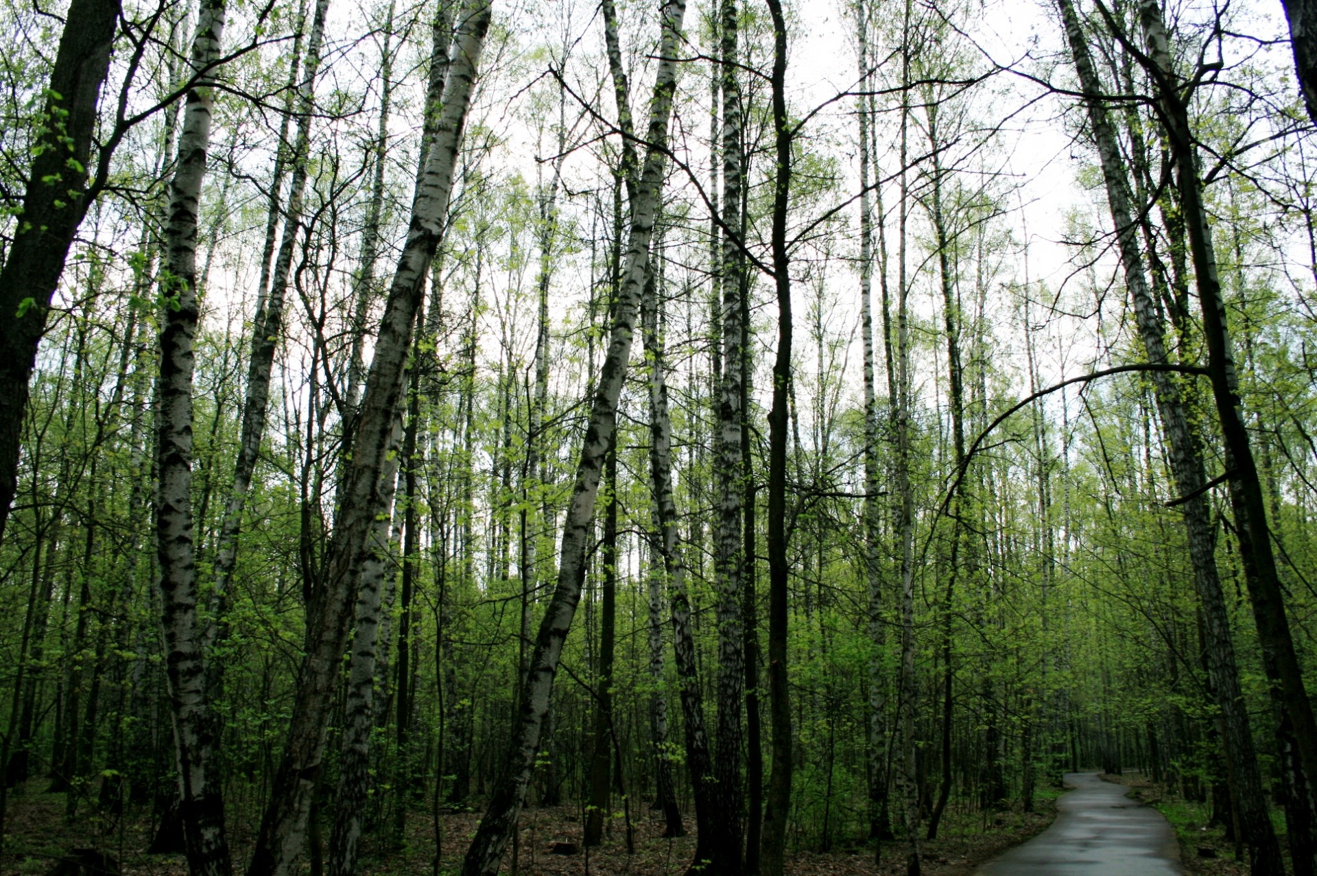 леса в Москве