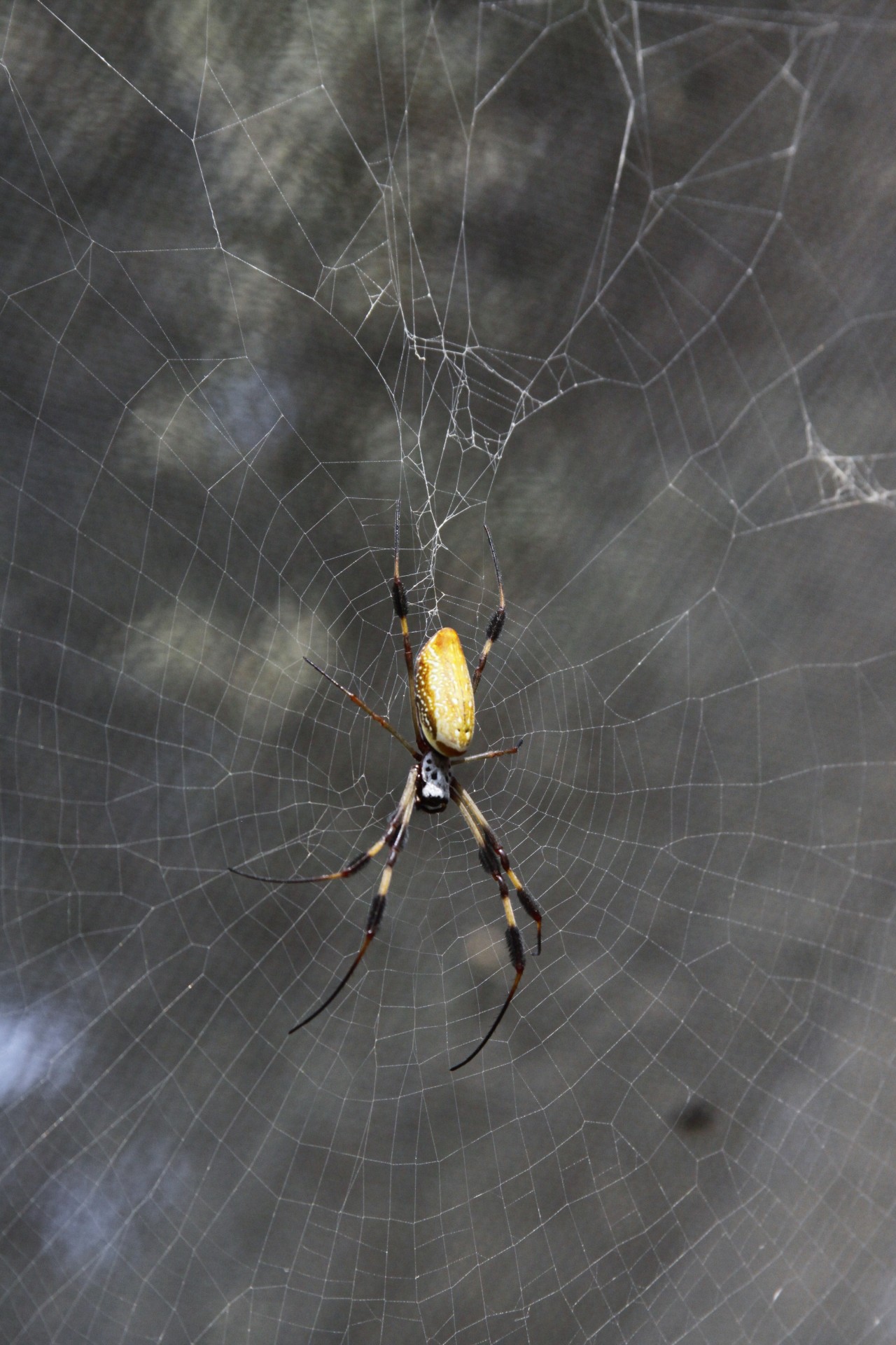 Yellow & schwarze Spinne auf einem W