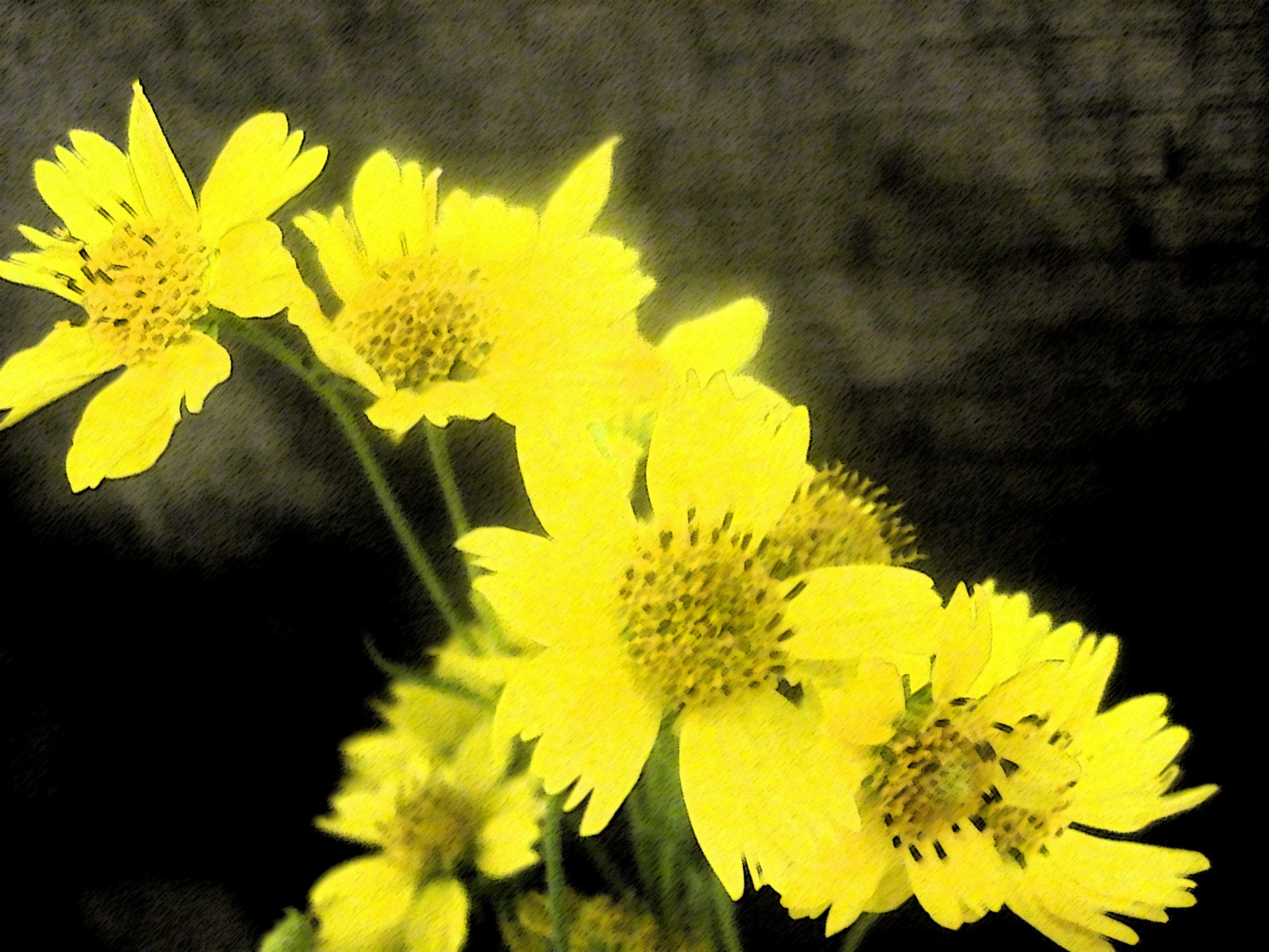 Желтый Дейзи Цветок цветы