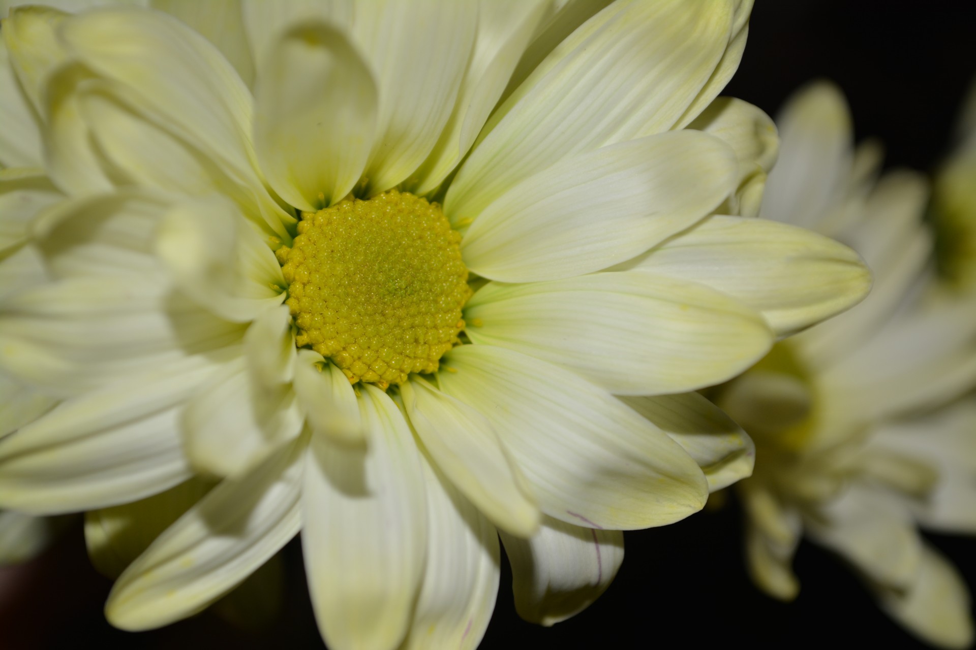 Yellow Daisy Blumen Blüten a1