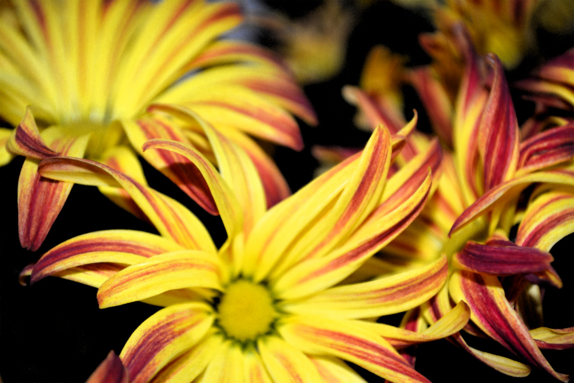 Желтые цветочные лепестки Цветет мам