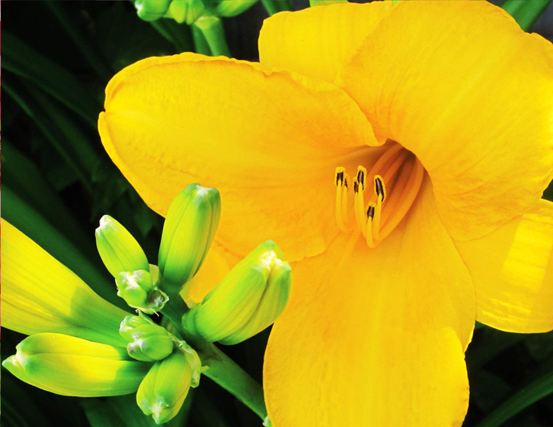 Желтый цветок # 2