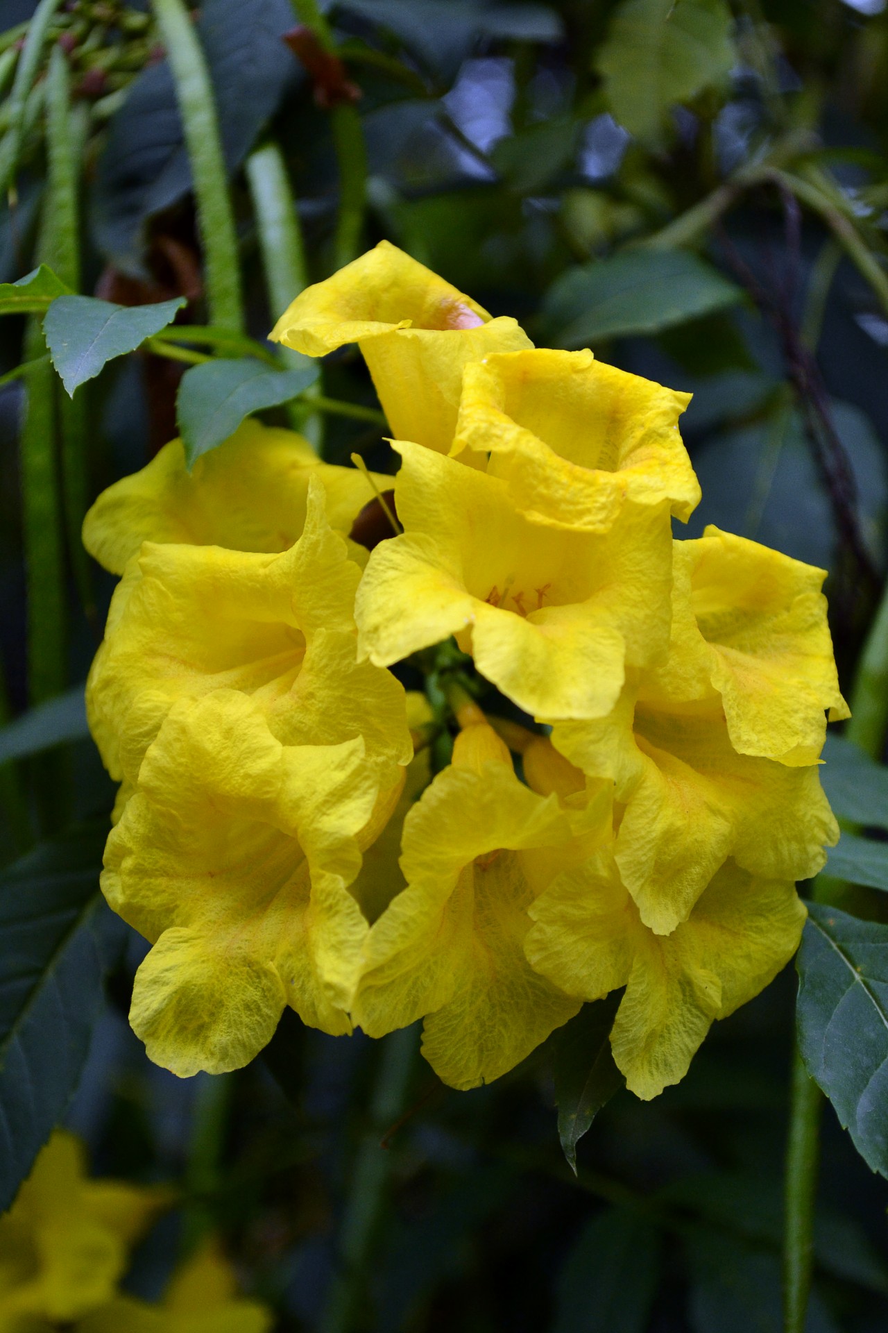 желтые цветы