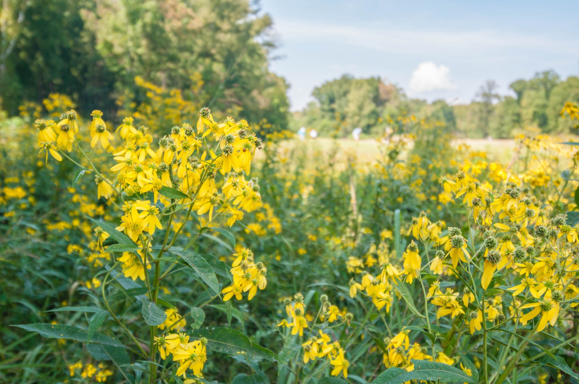 Желтые цветы рядом с полем для гольфа