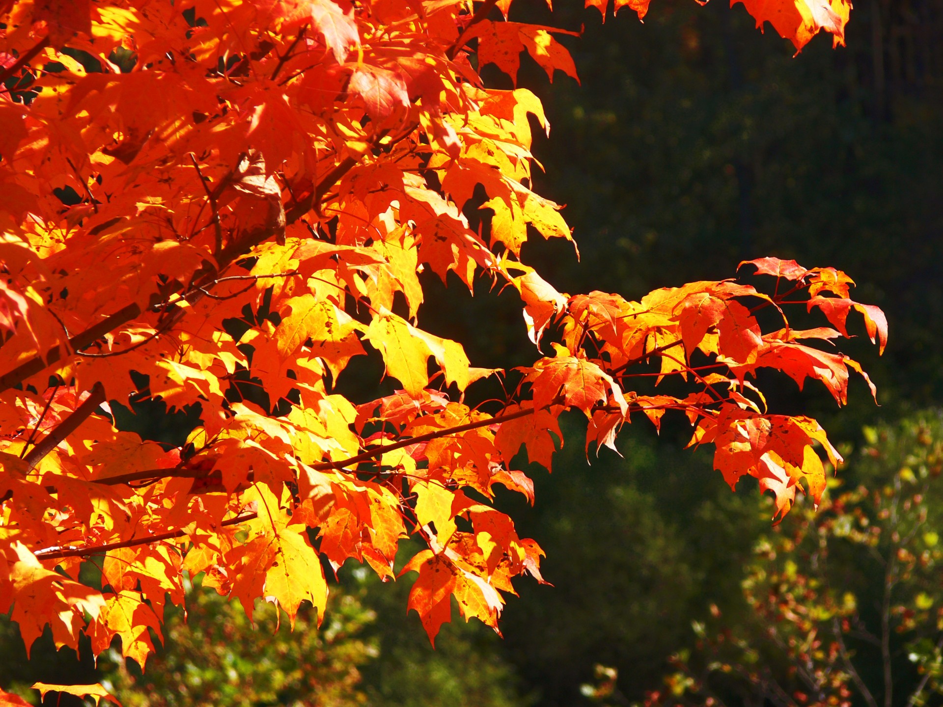 Желто-оранжевый осенних листьев